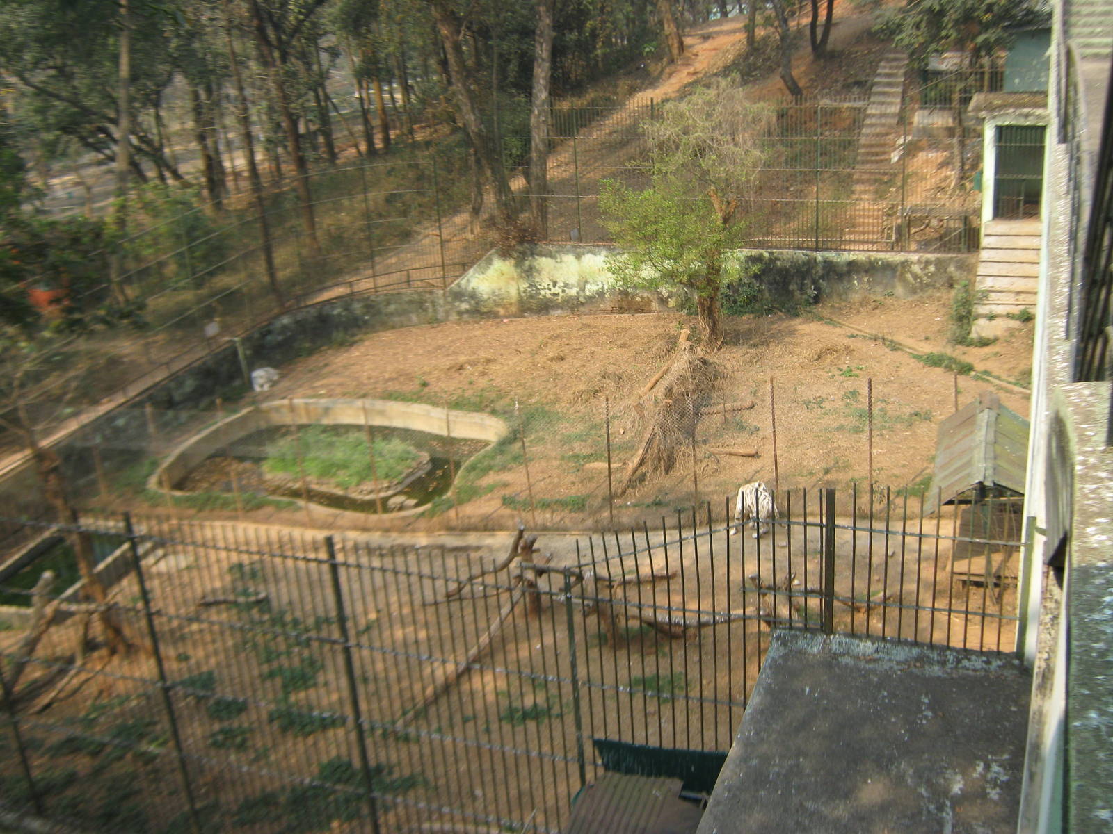 white tiger enclosures
