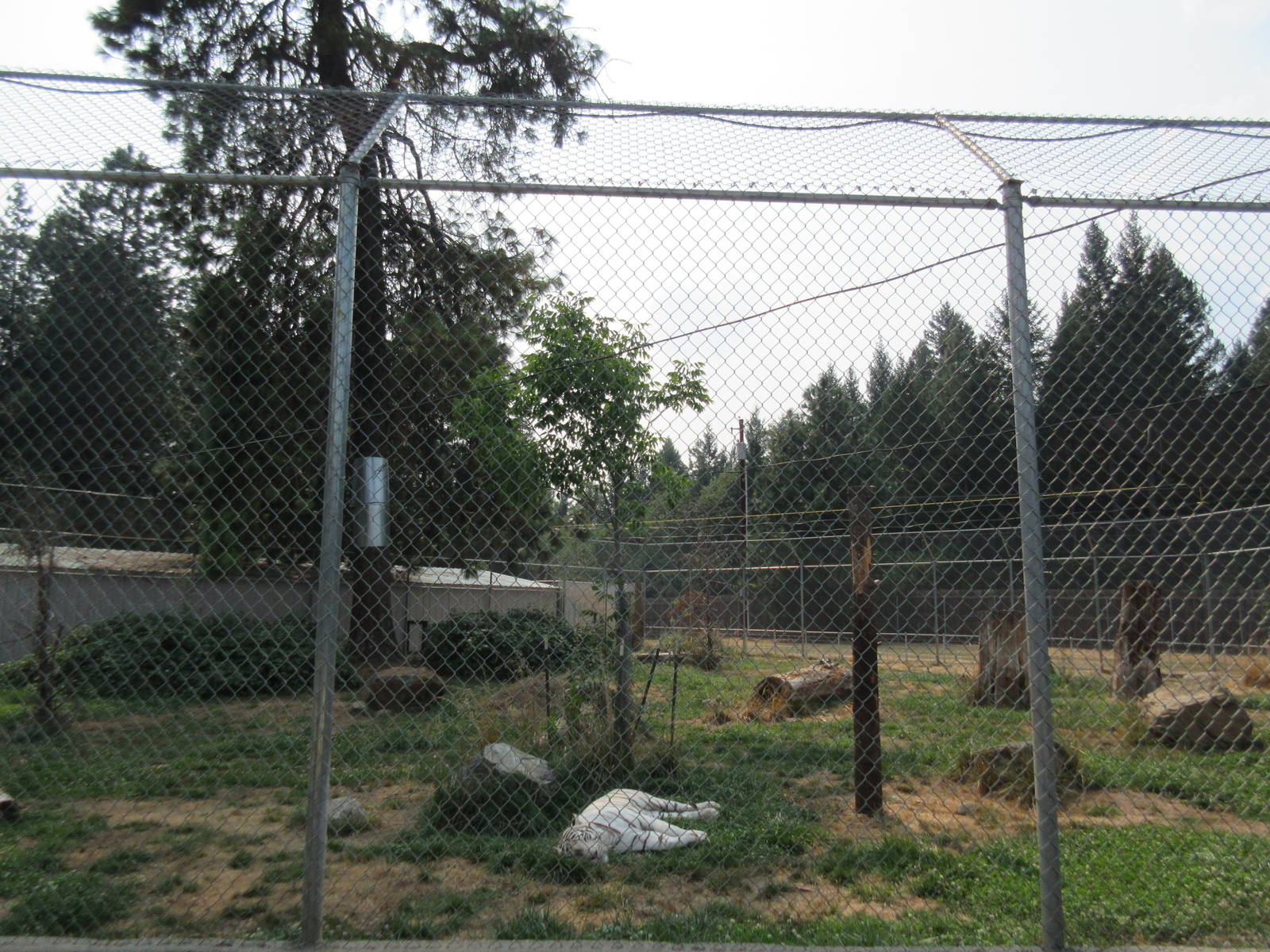 White Tiger Exhibit #1