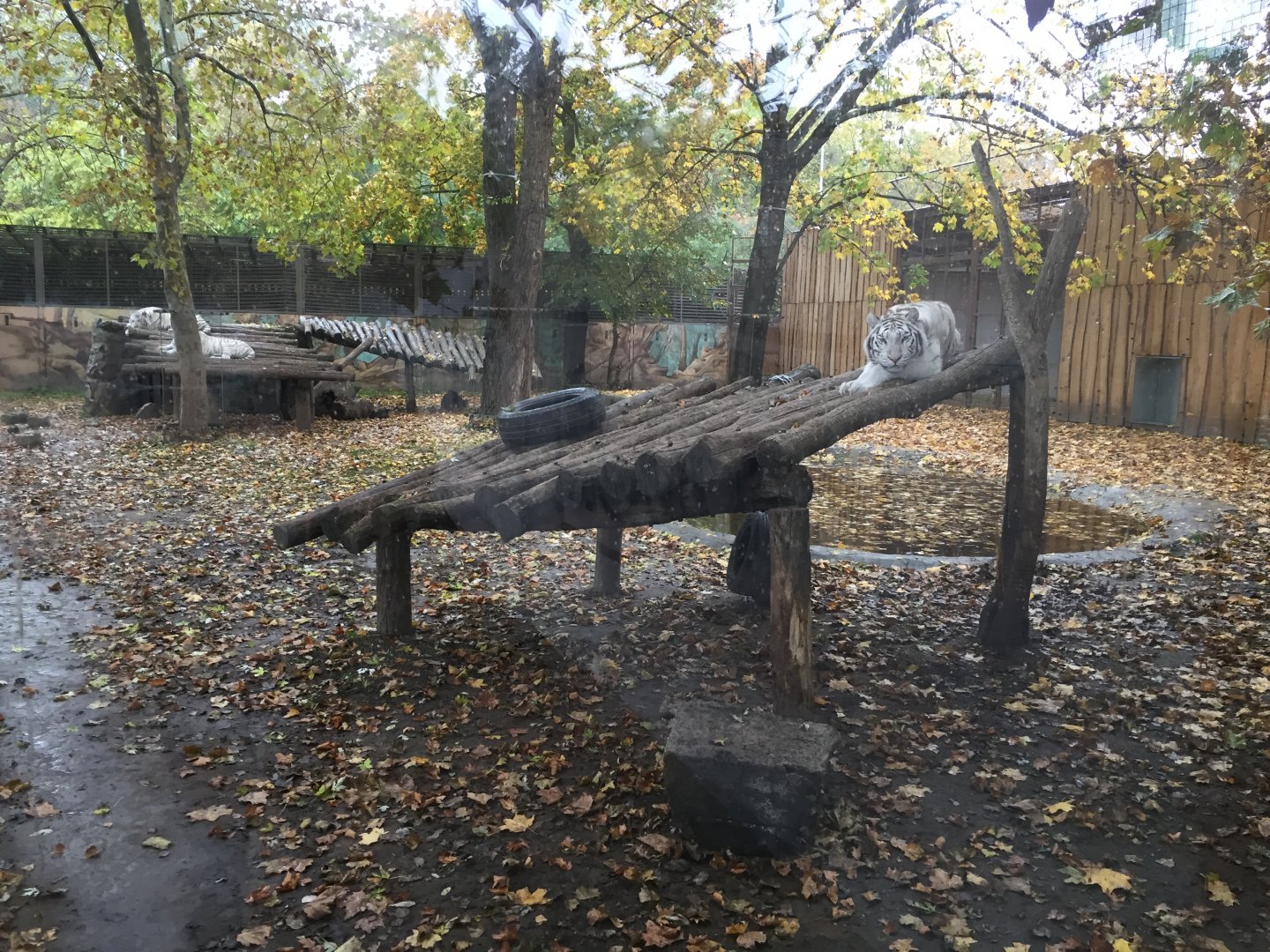 White tiger exhibit 10.2020.