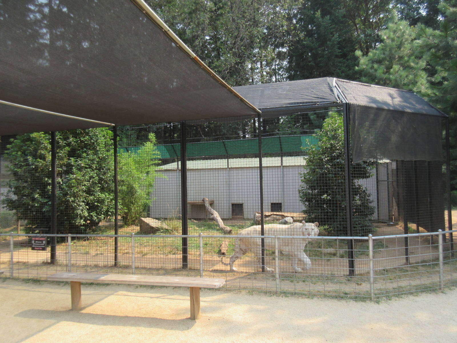 White Tiger Exhibit #2