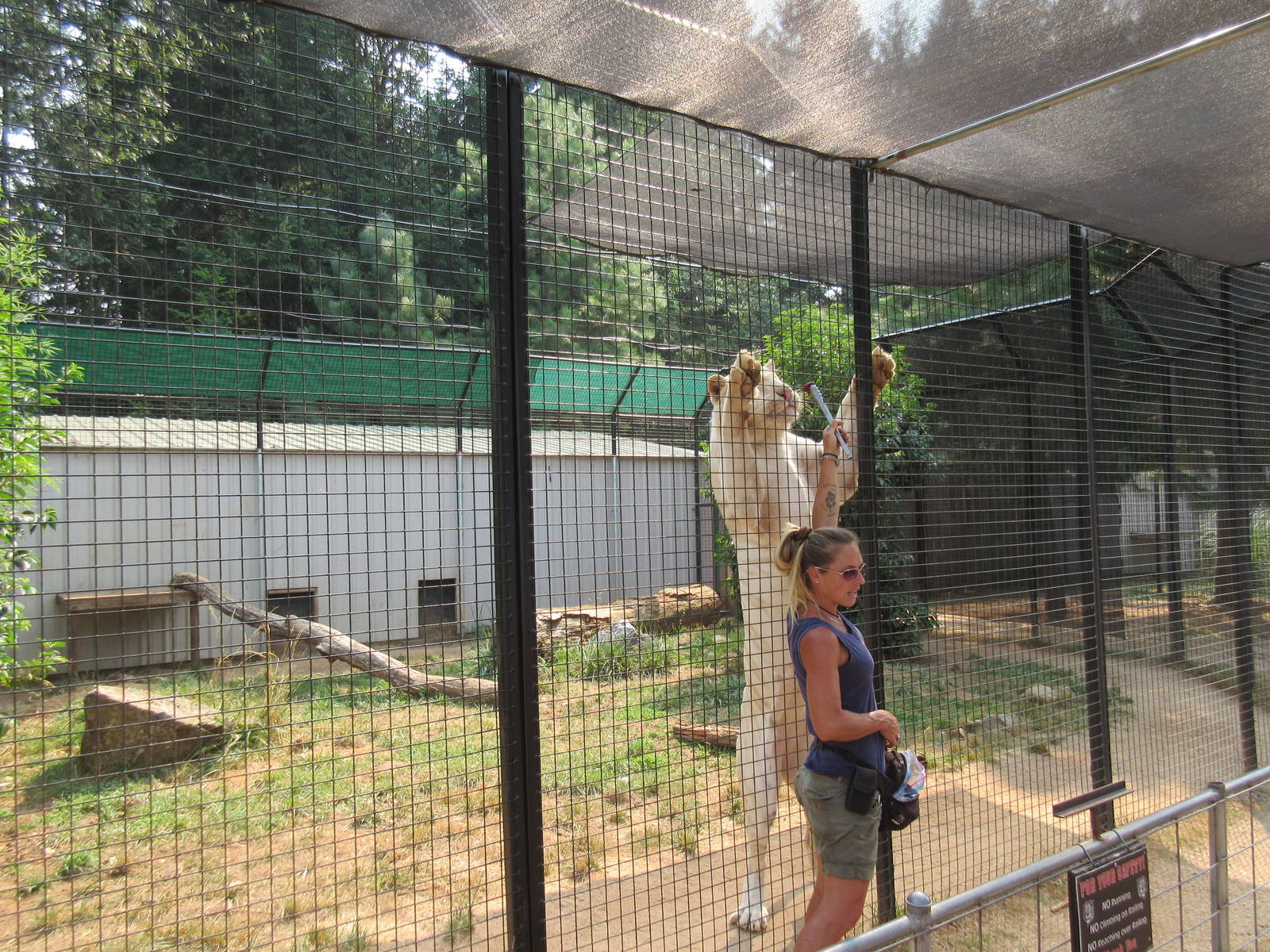 White Tiger Exhibit #2