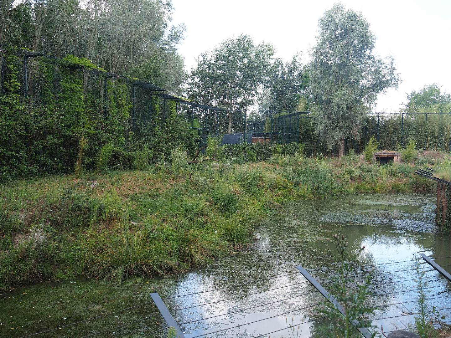 White tiger exhibit, 2019-08-11