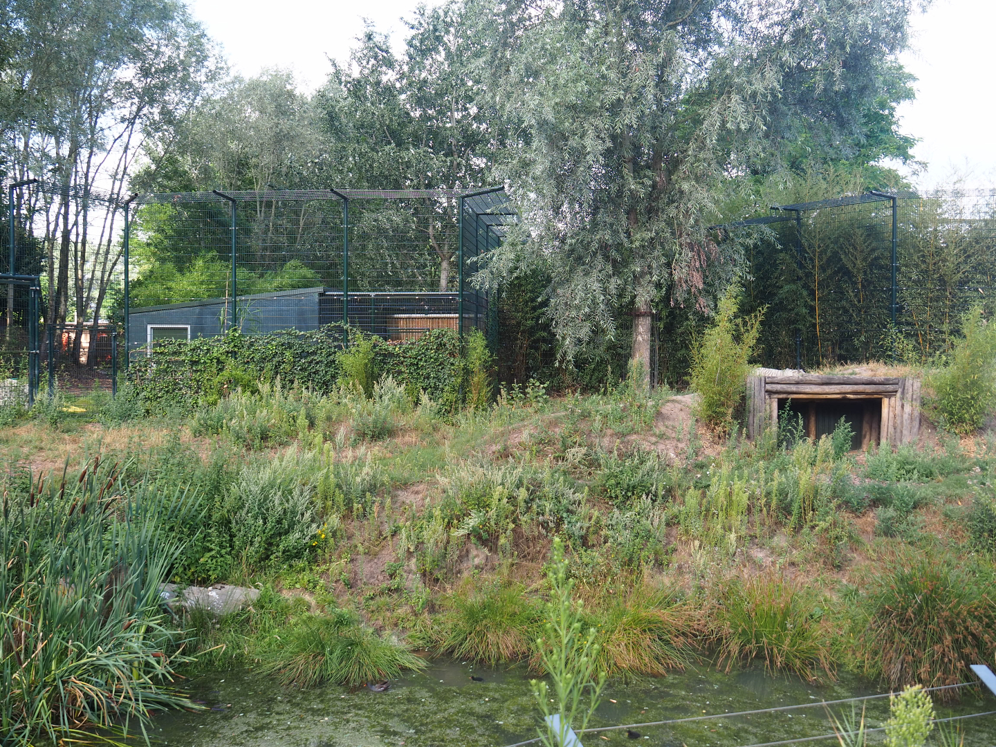 White tiger exhibit, 2019-08-11