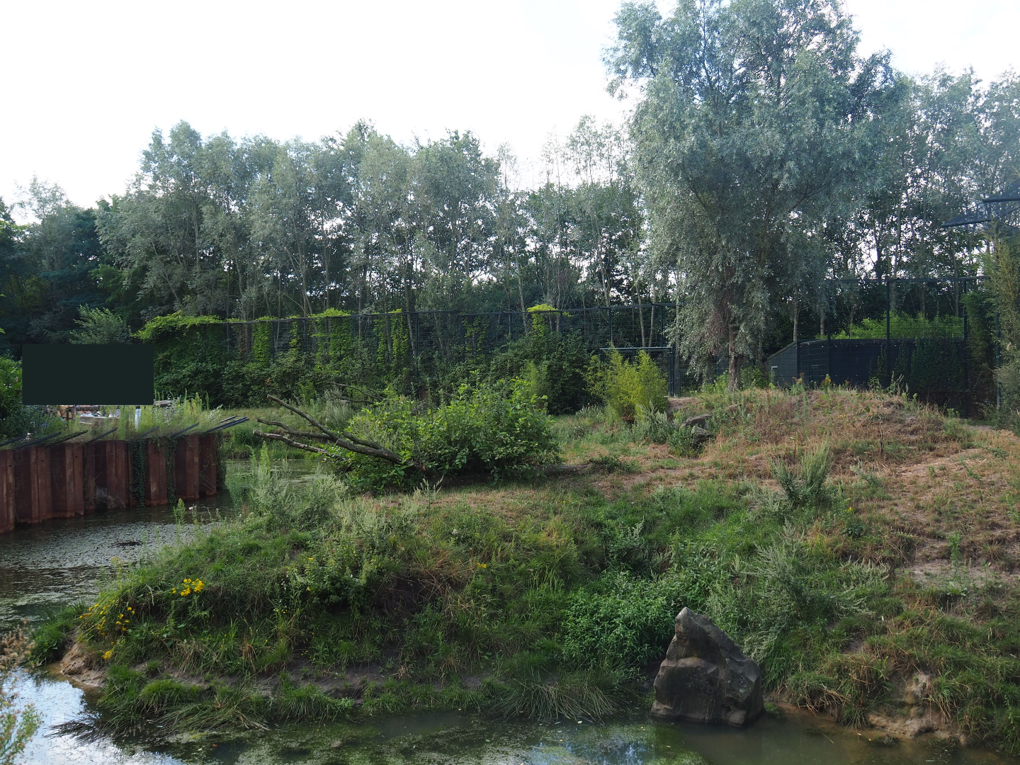 White tiger exhibit, 2019-08-11