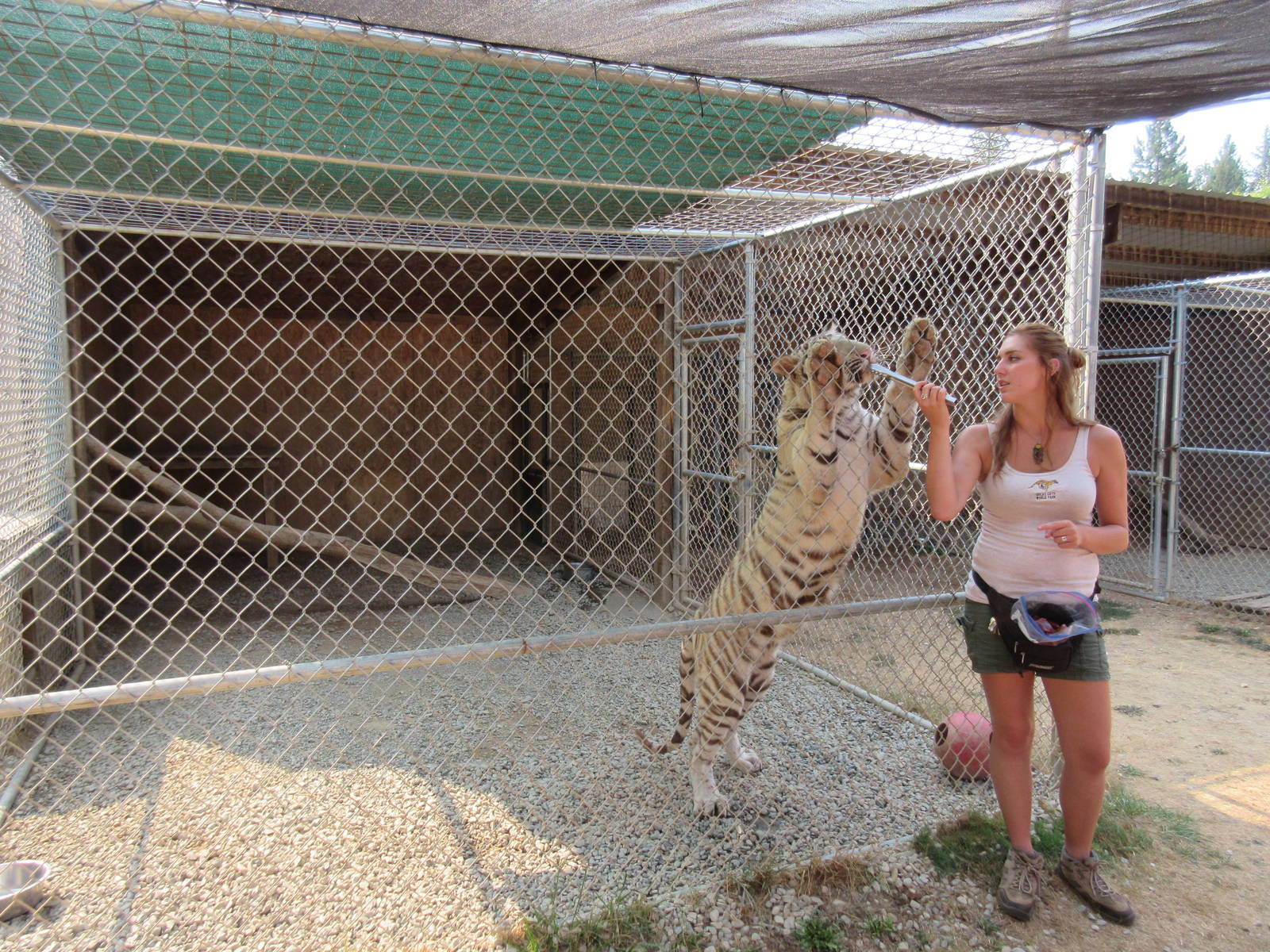 White Tiger Exhibit #3