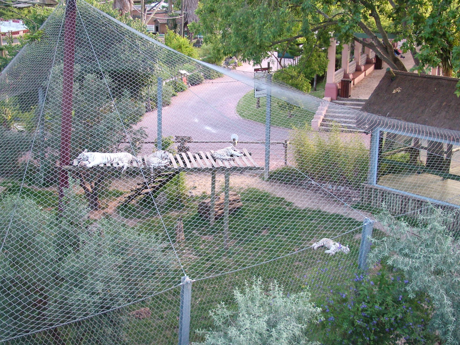 White Tiger Exhibit at Lisbon Zoo, 24/05/11