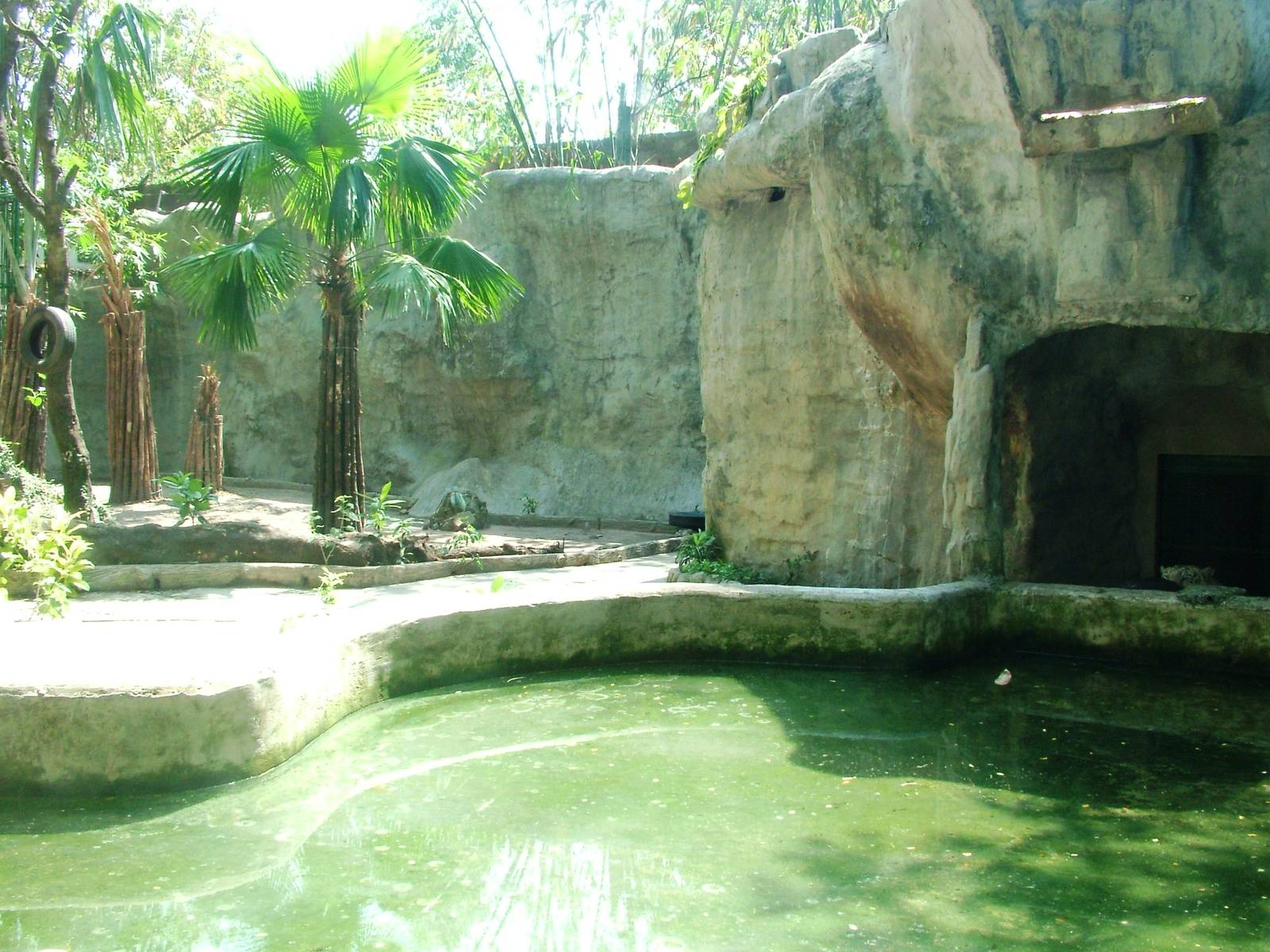 White Tiger Exhibit at Saigon Zoo, 16/03/12
