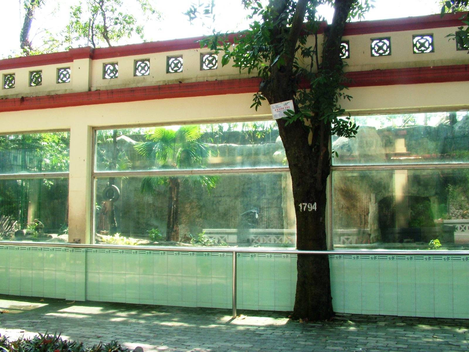 White Tiger Exhibit at Saigon Zoo, 16/03/12