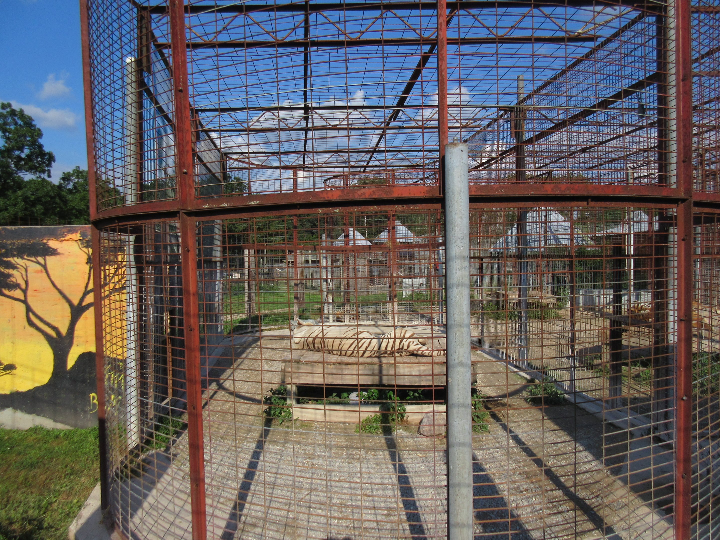 White Tiger Exhibit (barren and tiny)