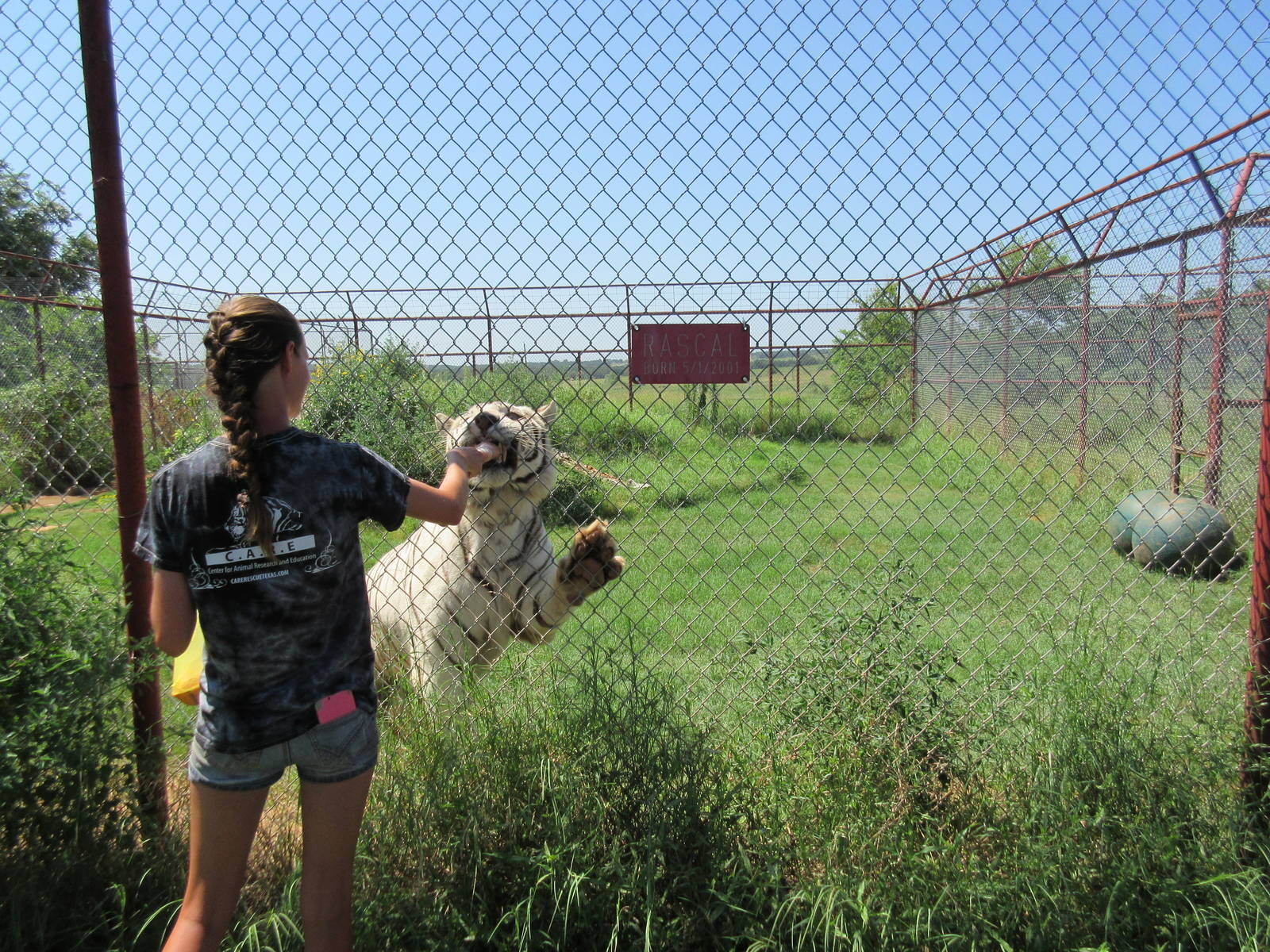 White Tiger Exhibit - Feeding Time!