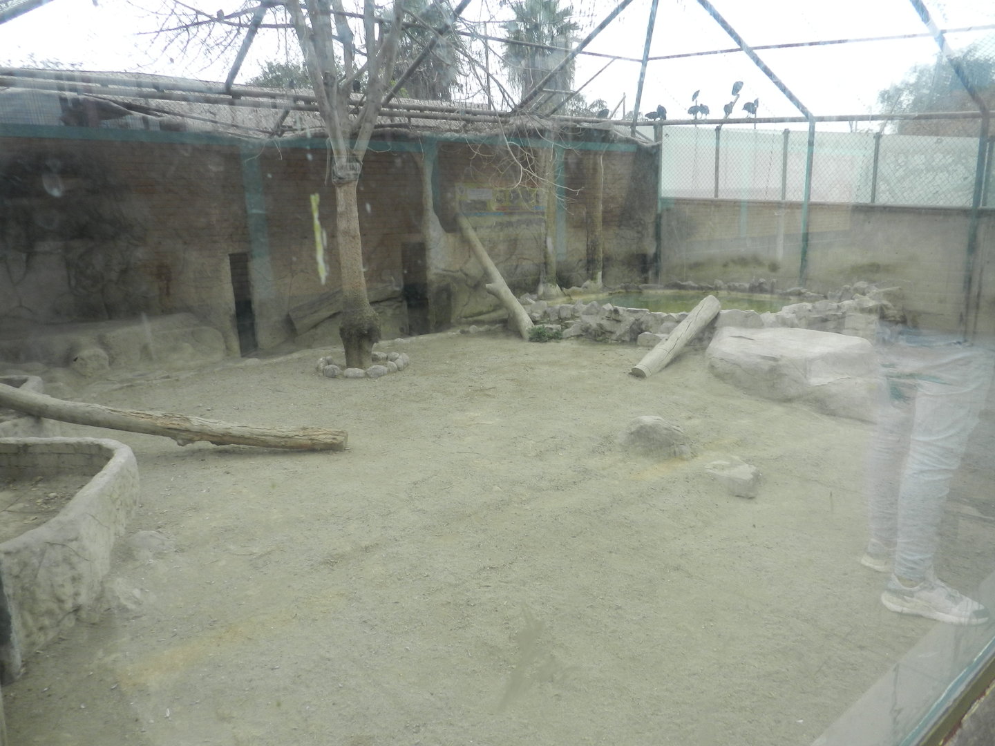 White tiger exhibit I - Parque Zoológico Huachipa