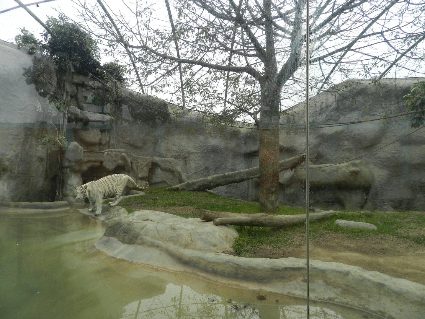White tiger exhibit II - Parque Zoológico Huachipa