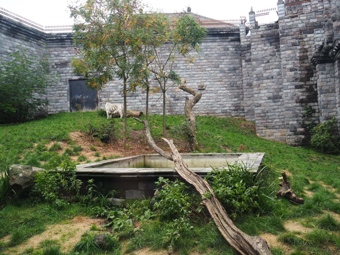 White tiger exhibit in the tiger temple - Second section, 2019-10-04