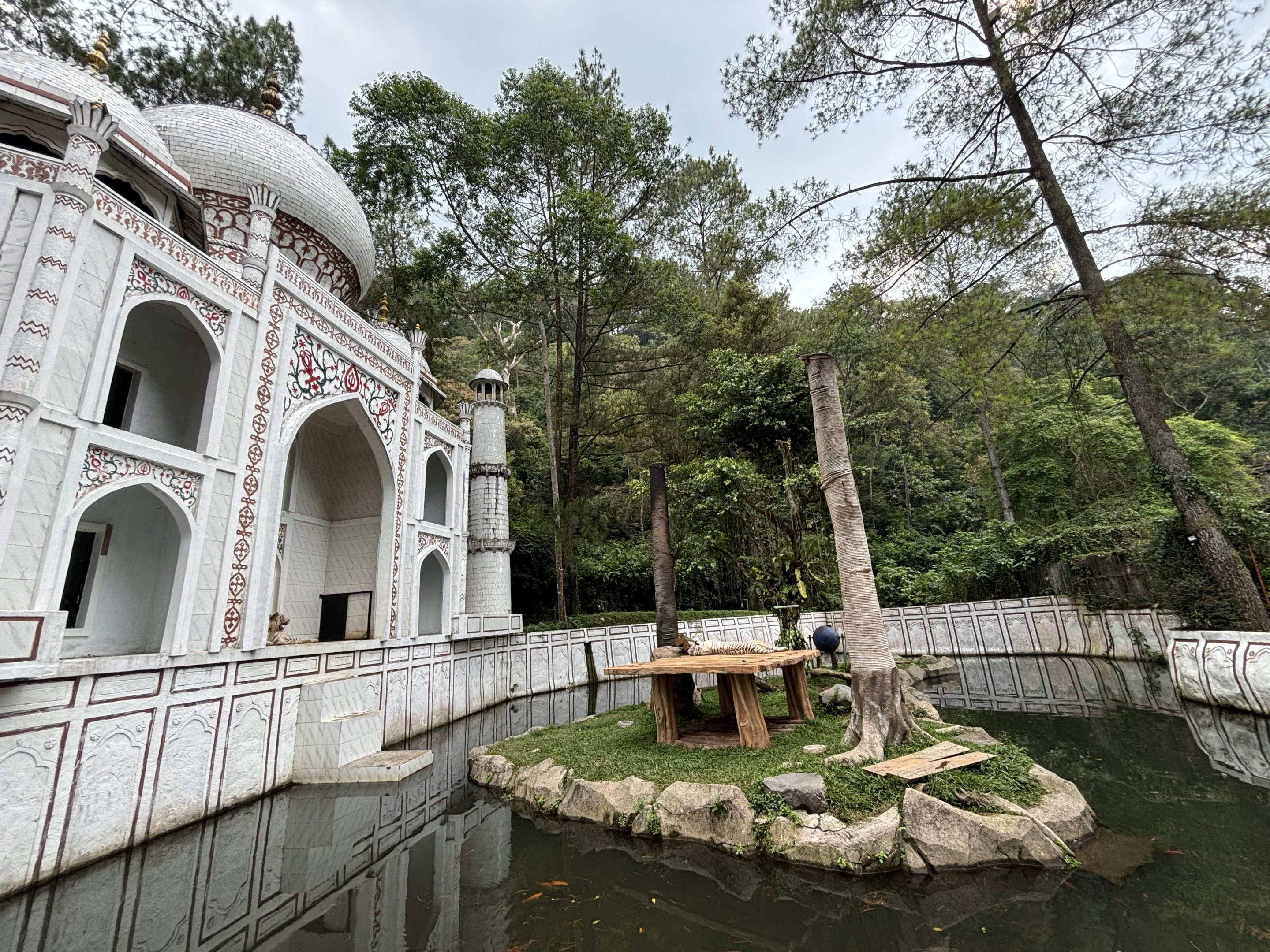 White Tiger Exhibit - small!