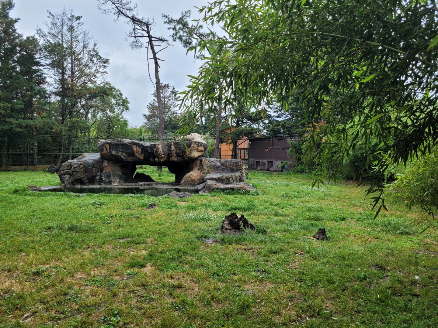 White tiger exhibit -Zoo du bassin d'Arcachon (2024)