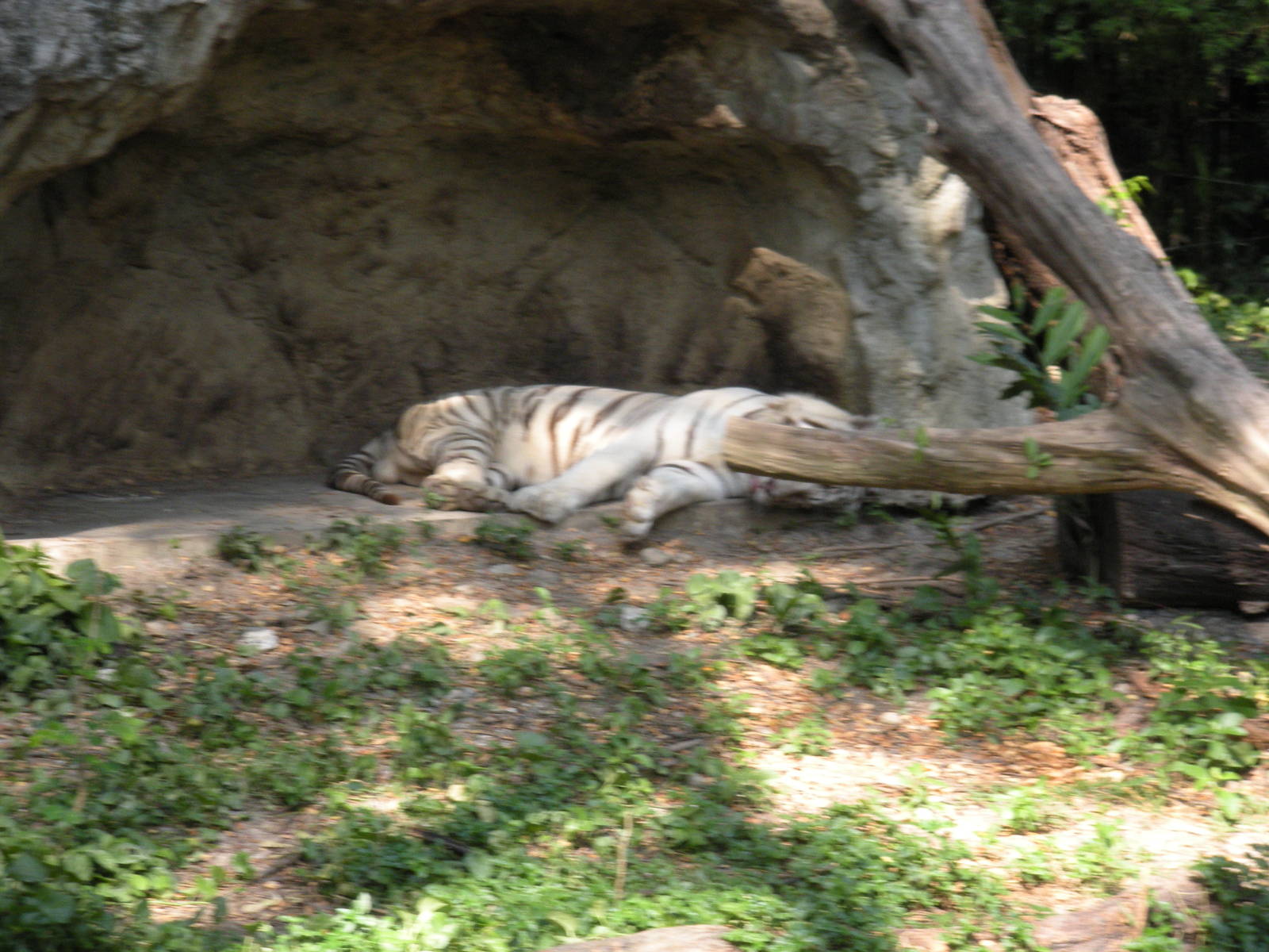 White Tiger Exhibit
