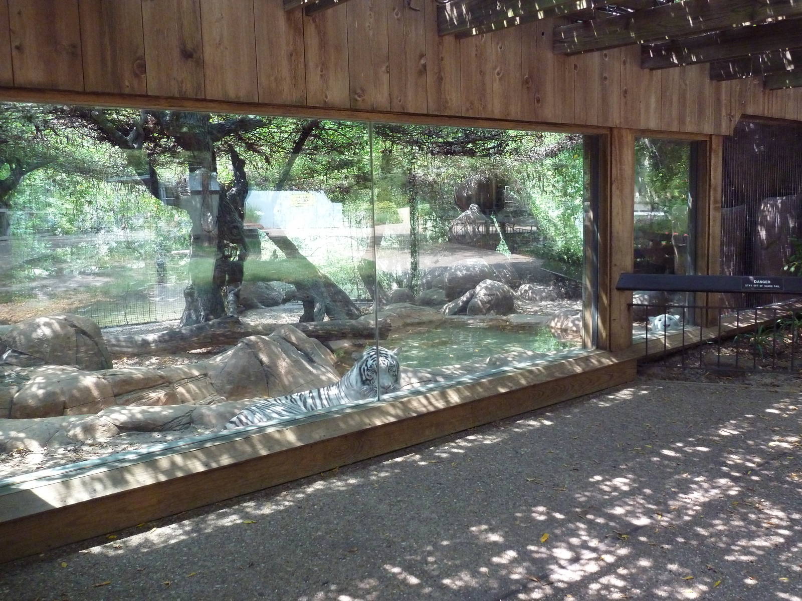 White Tiger Exhibit