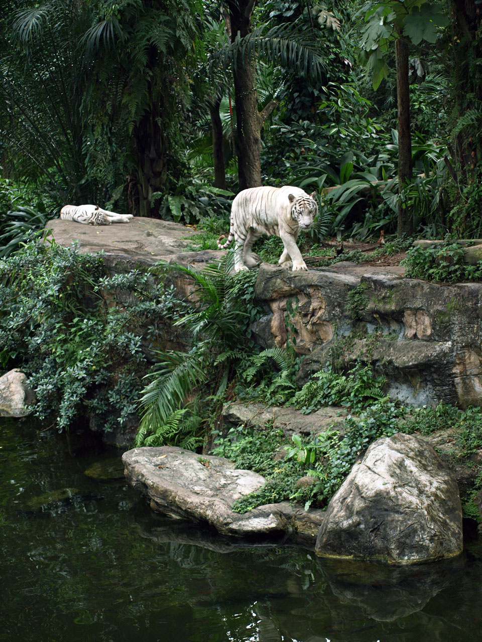 White tiger exhibit