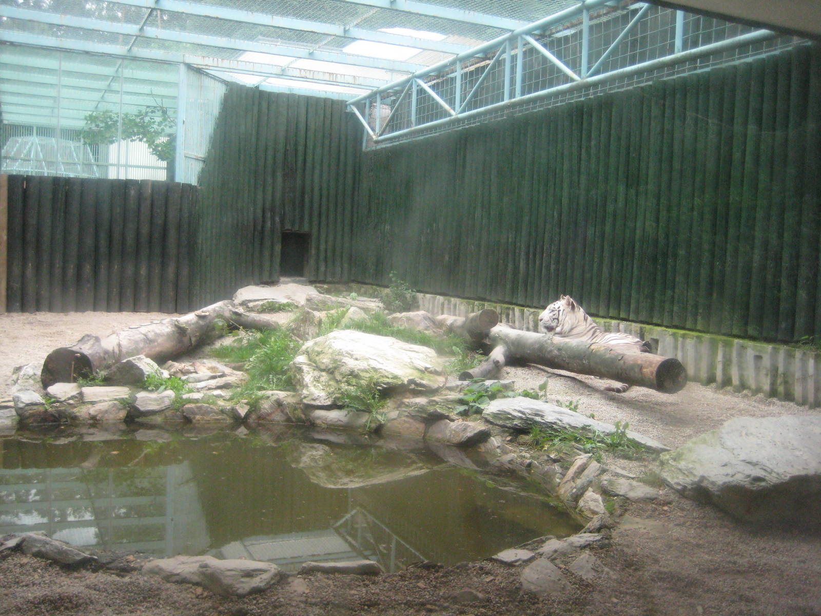 White Tiger exhibit