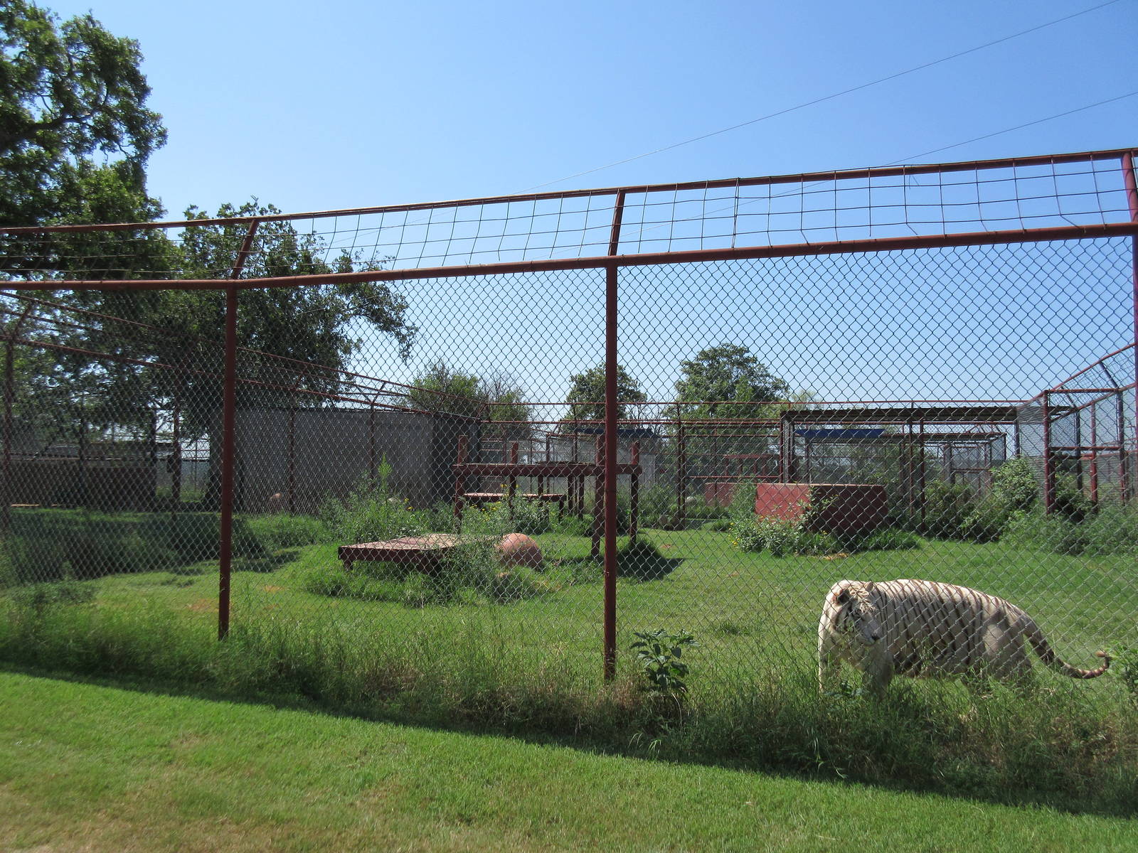 White Tiger Exhibit