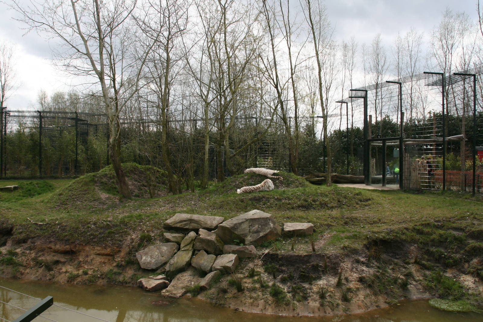 White tiger exhibit
