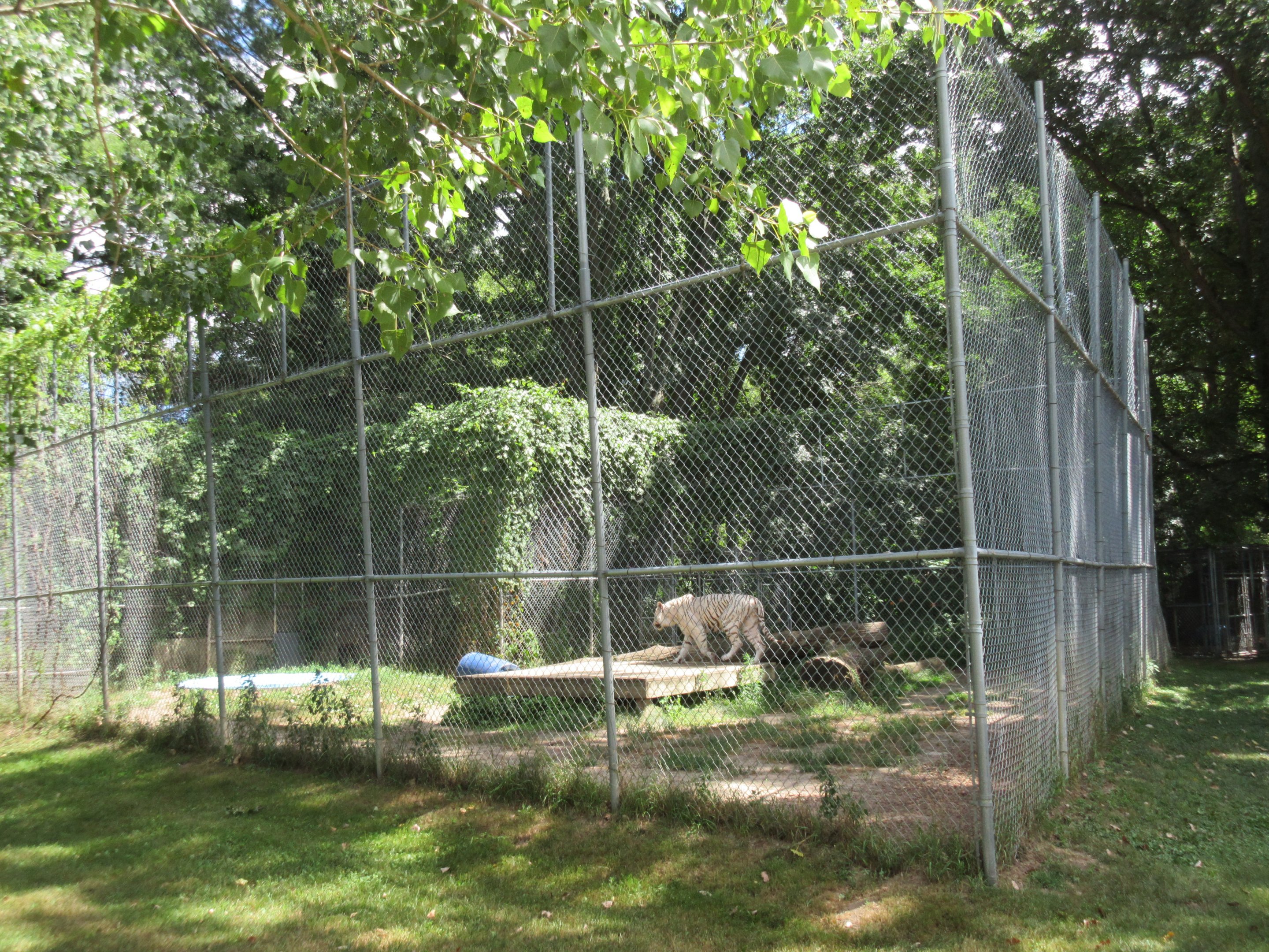 White Tiger Exhibit