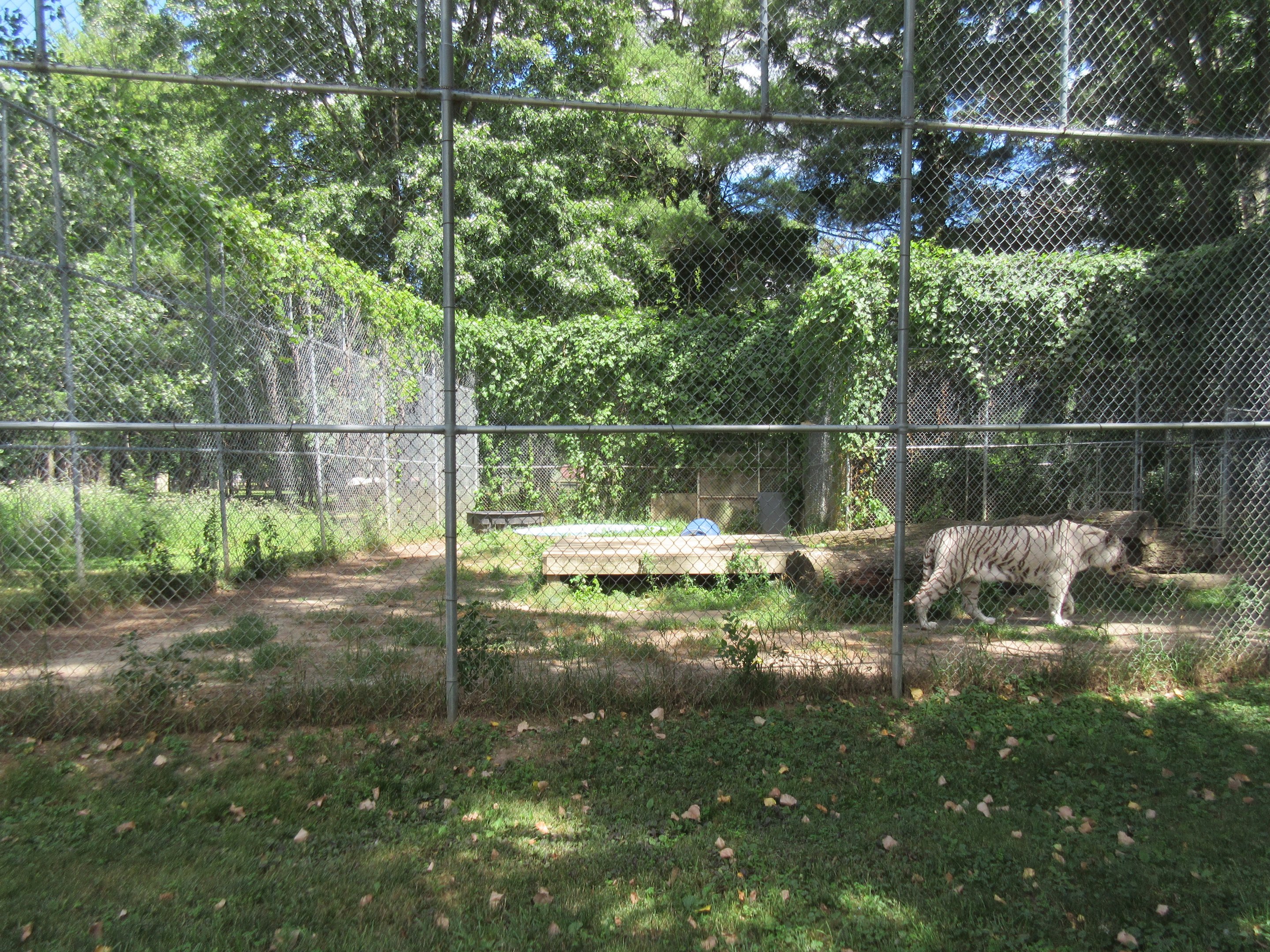 White Tiger Exhibit