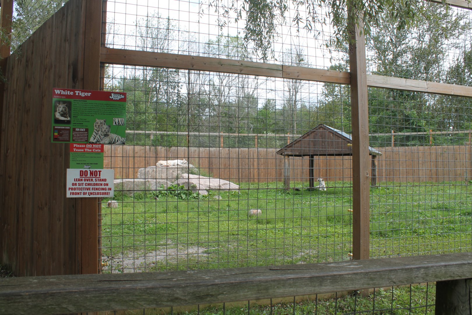 White tiger exhibit