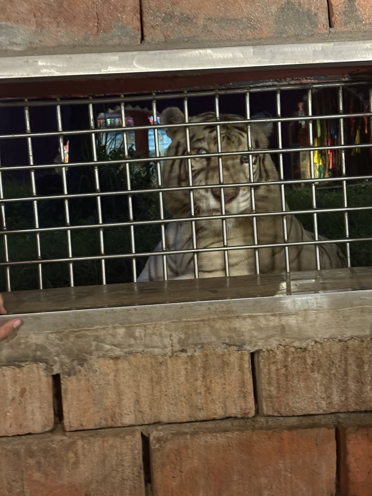 White Tiger feeding encounter