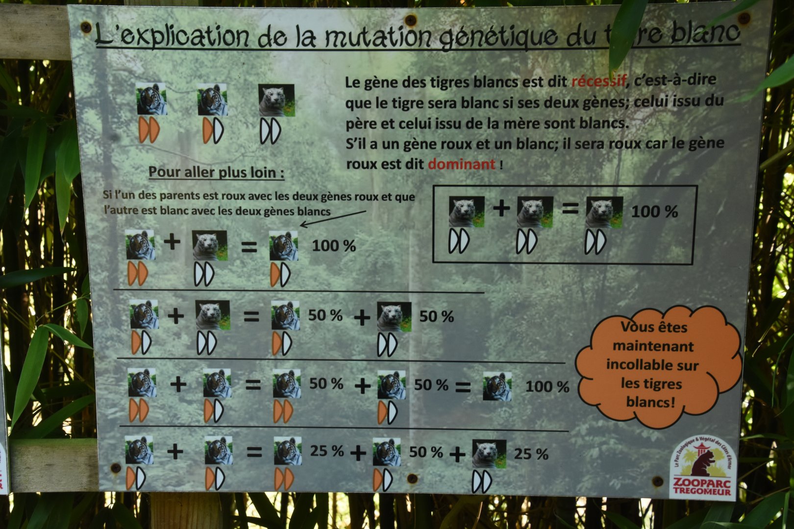 White Tiger genetics