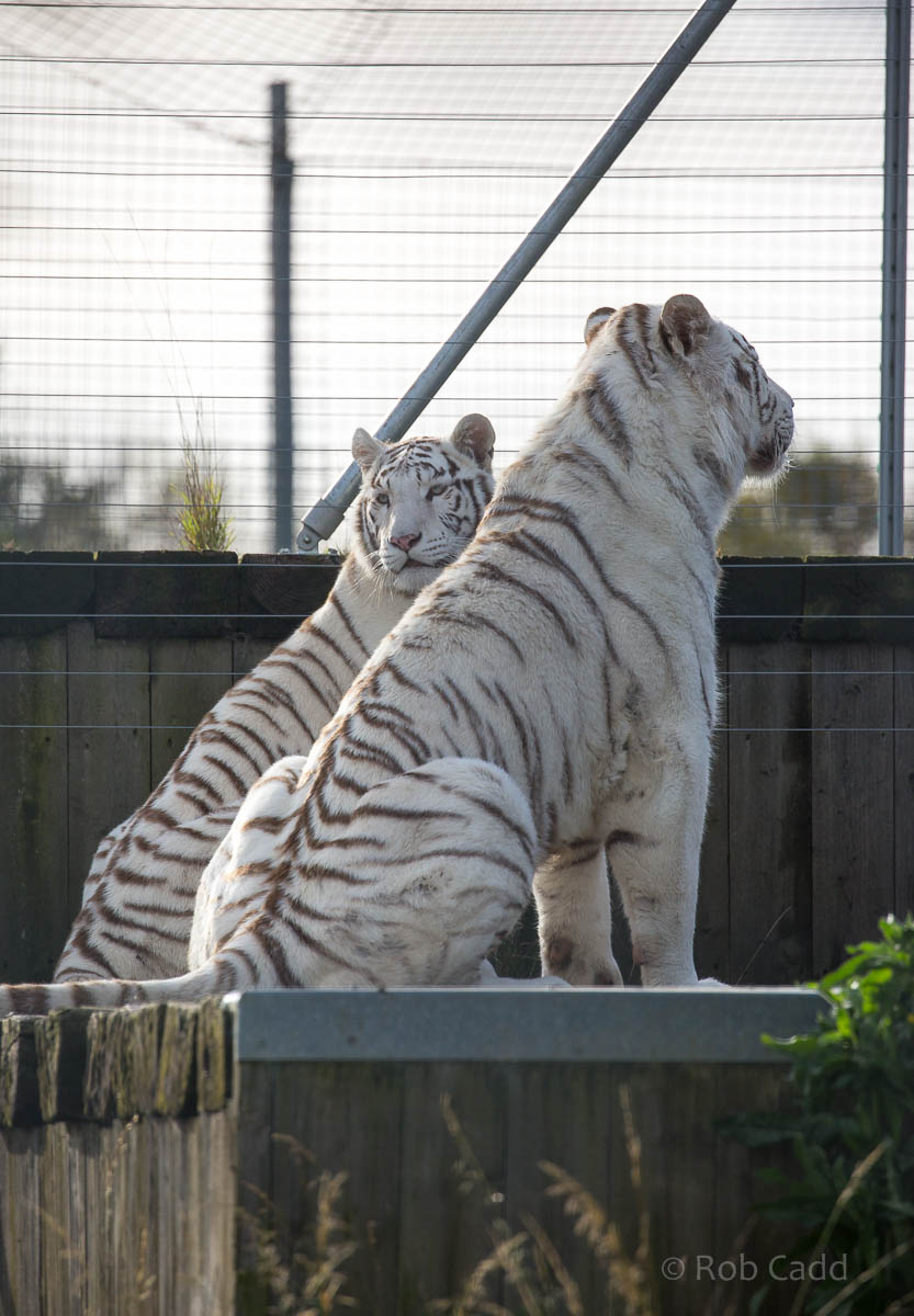White tiger : Hamerton : 25 Oct 2015