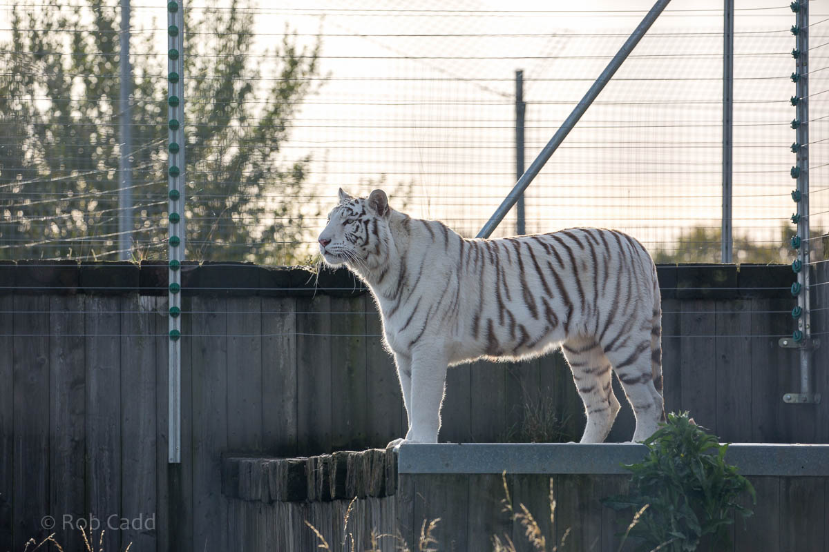 White tiger : Hamerton : 25 Oct 2015
