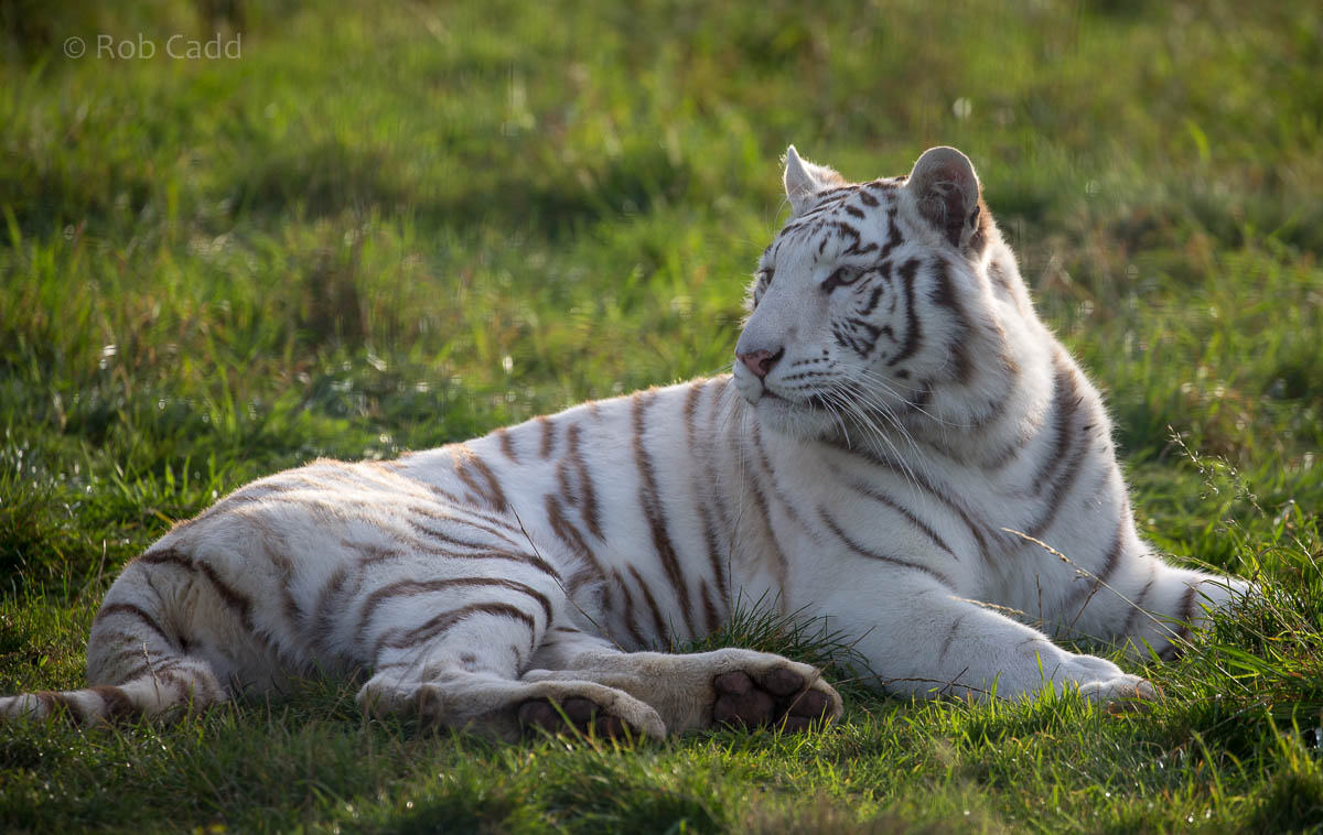 White tiger : Hamerton : 25 Oct 2015