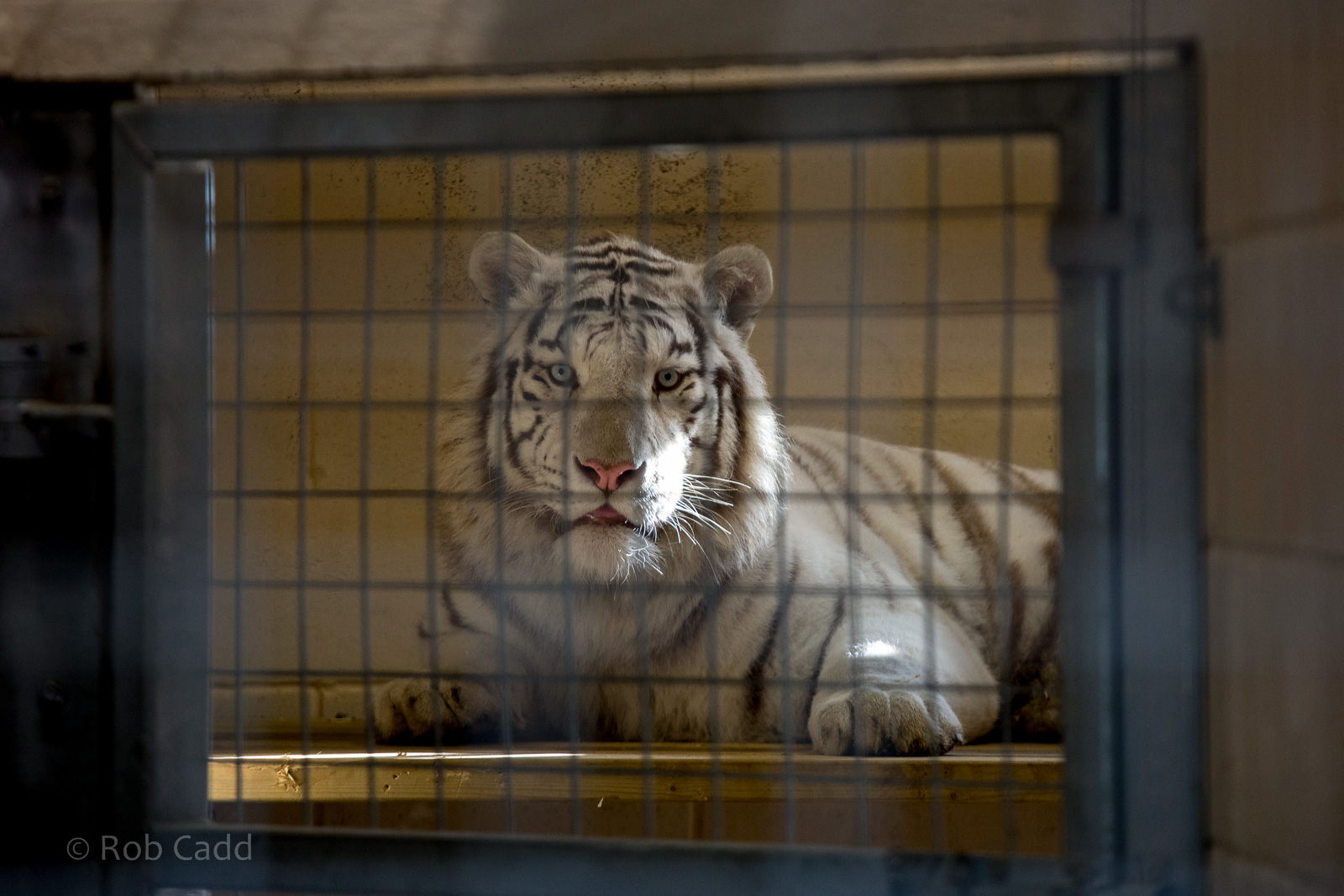 White tiger : Hamerton : 31 Dec 2014