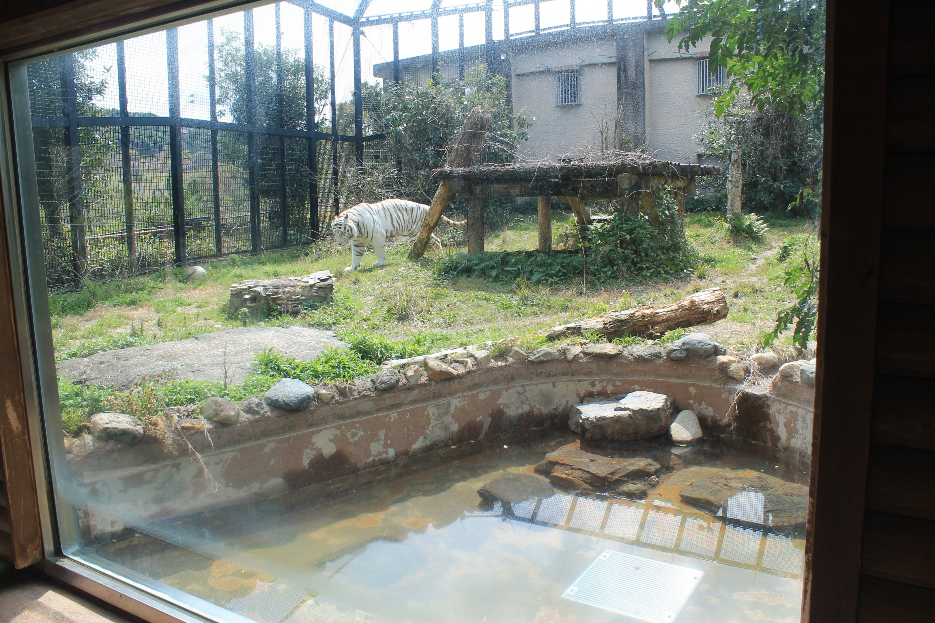 White Tiger - Hirakawa Zoo (Kagoshima)