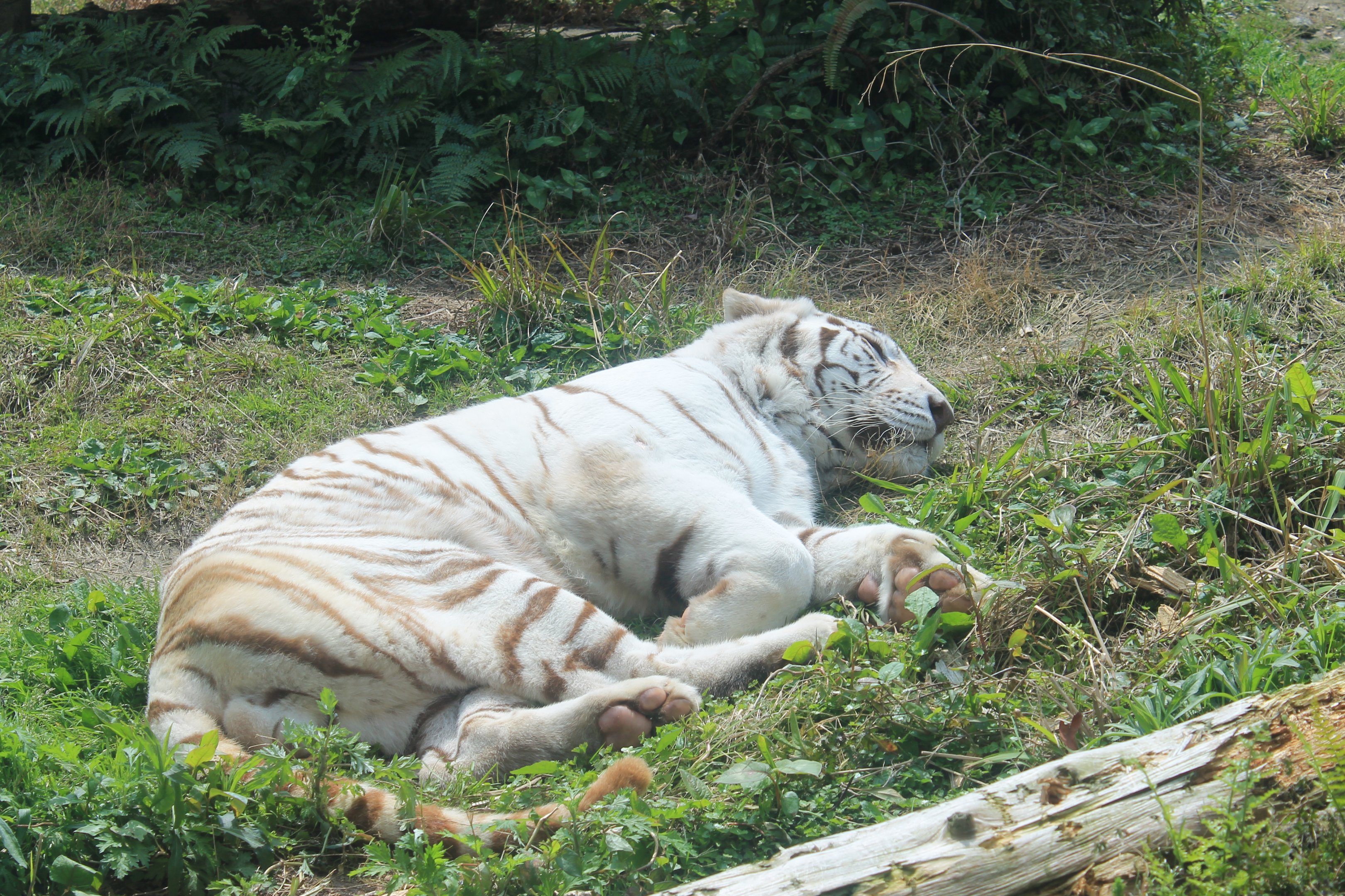 White Tiger - Hirakawa Zoo (Kagoshima)