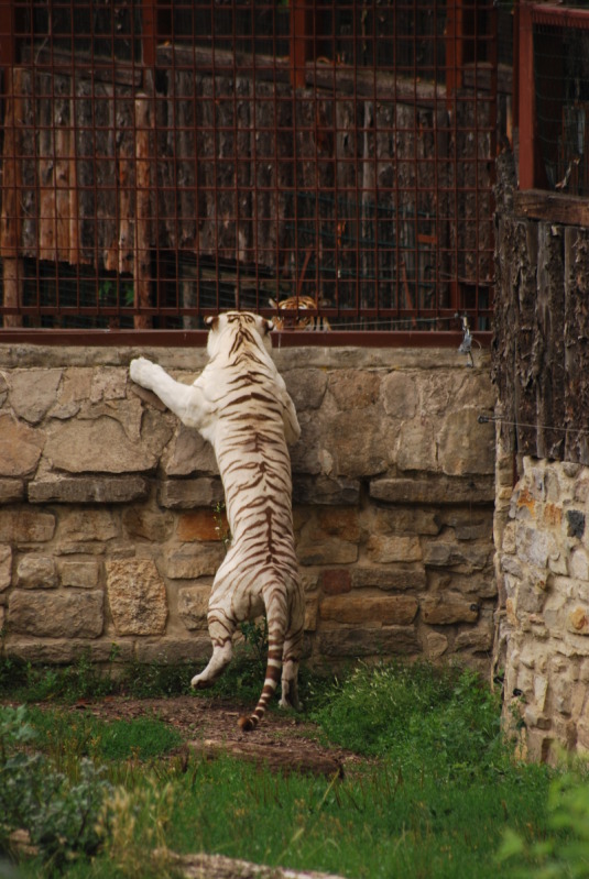 White tiger is watching is friend from the amur region on the other side