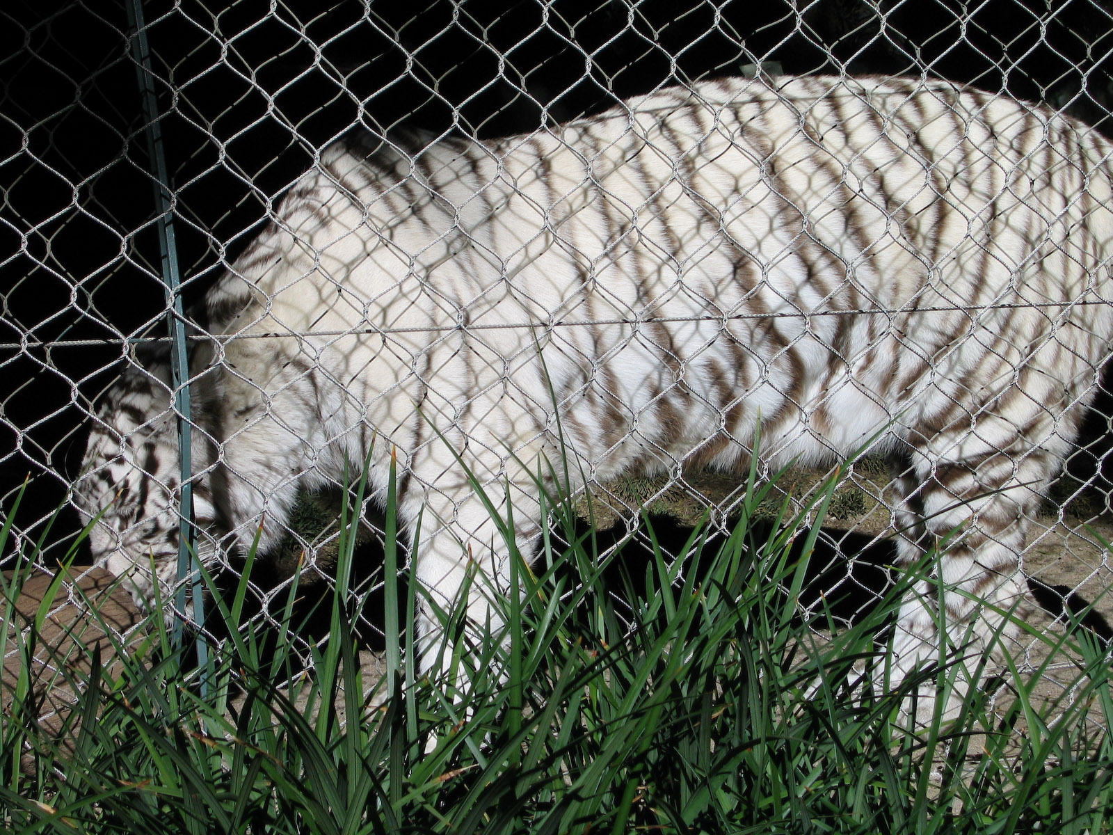 White Tiger - Jan 2005