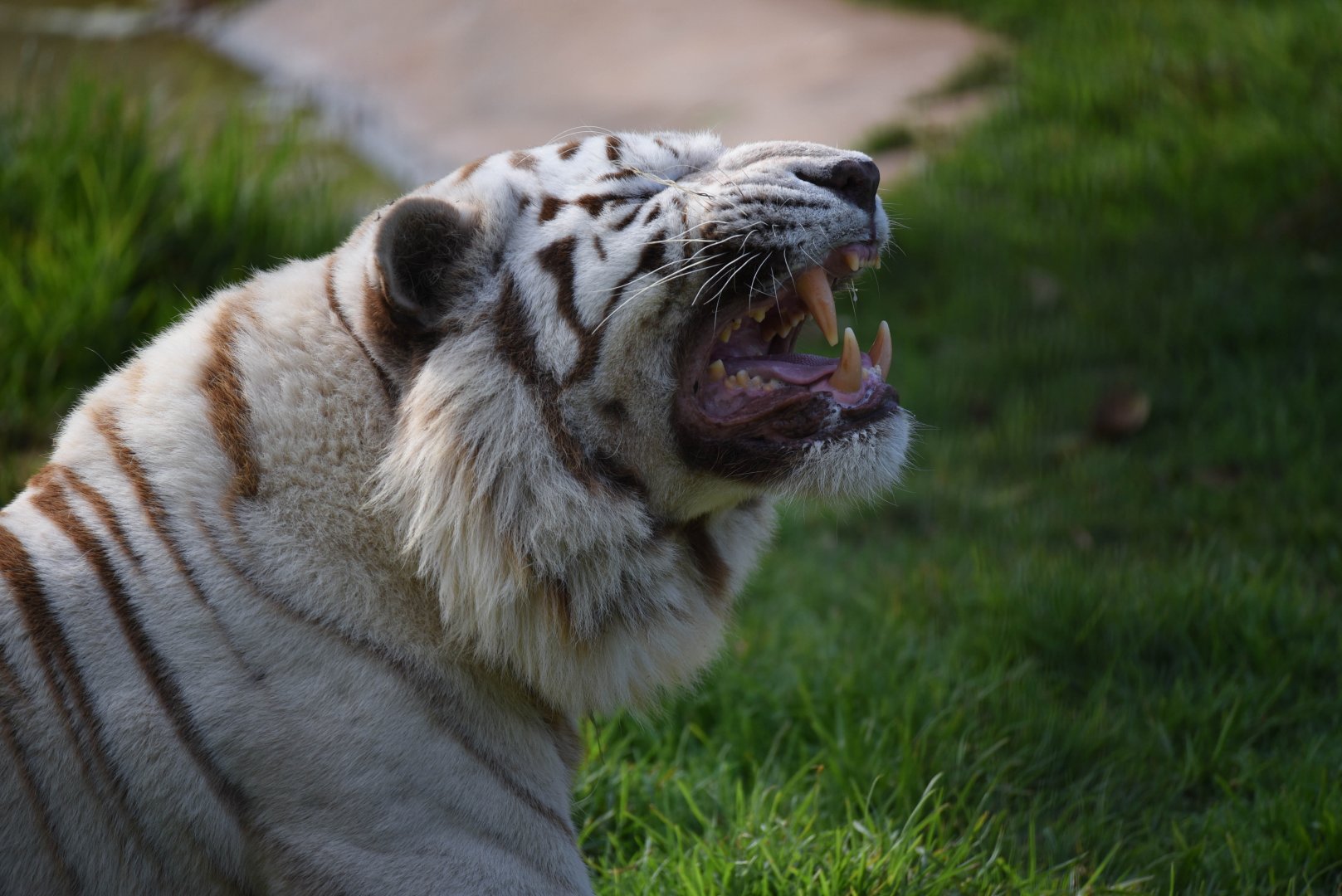 White tiger missing a tooth - Panthera tigris