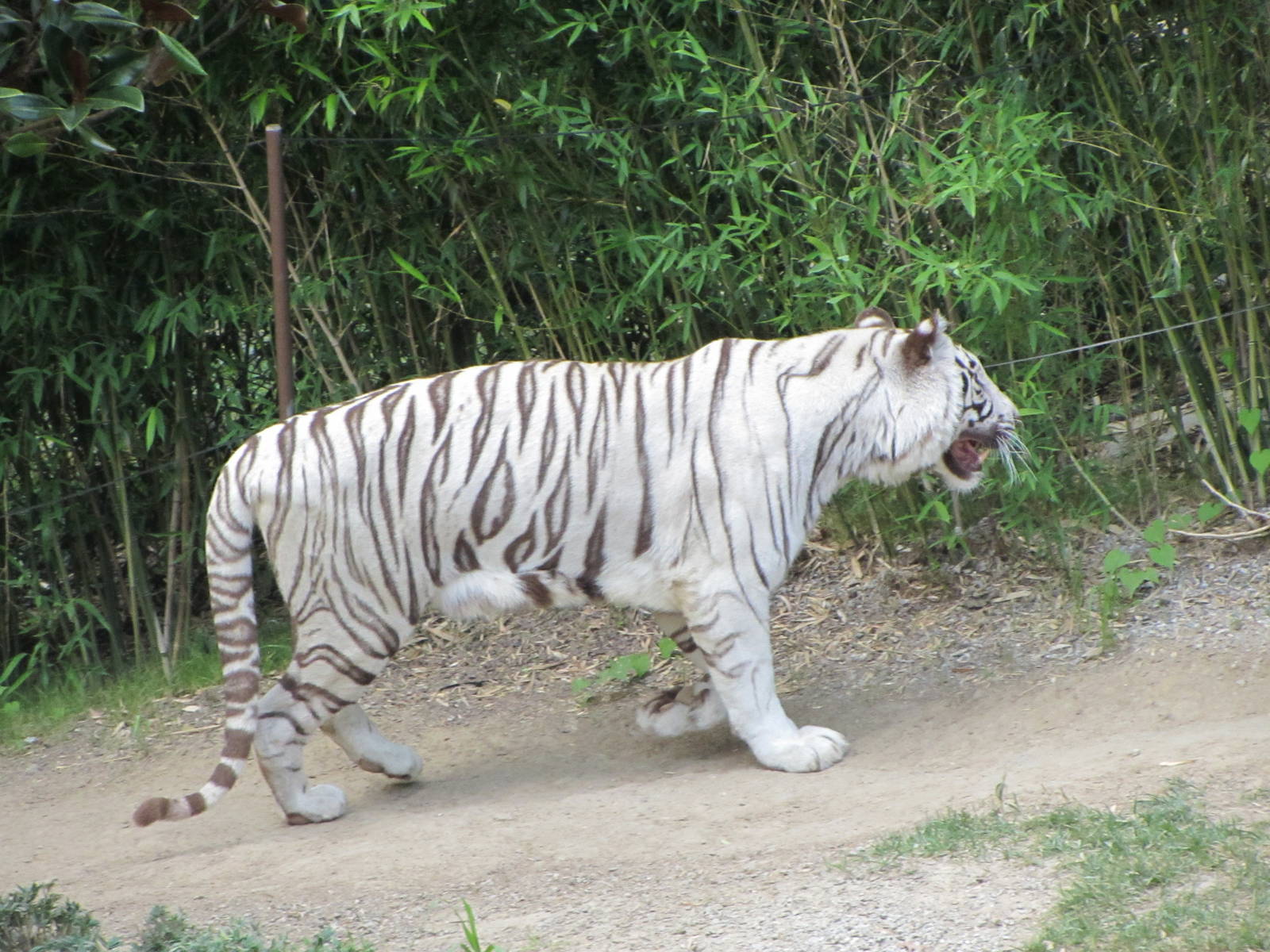 White Tiger on the Prowl