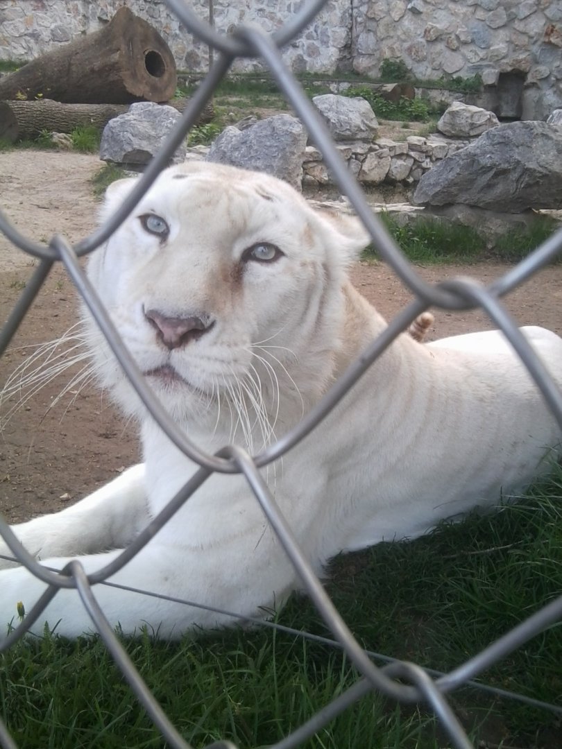 White tiger (or tiger-lion hybrid?)
