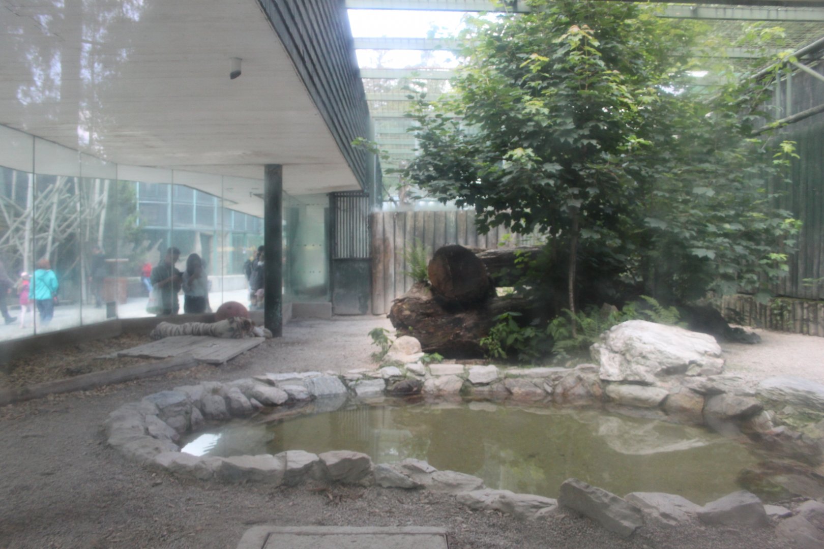 White tiger outdoors