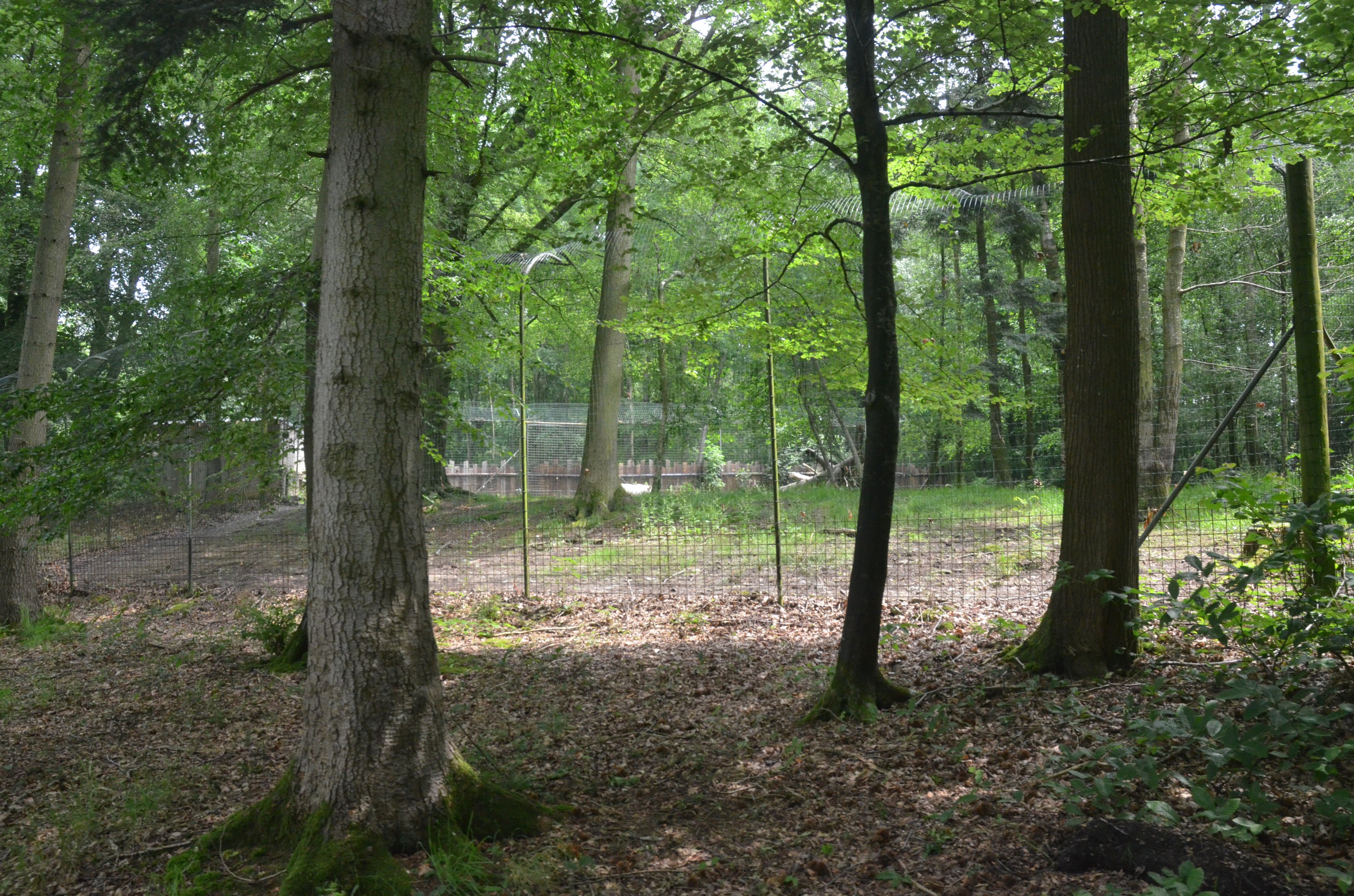 White Tiger Paddock from the Road Train at CERZA, 10/06/18