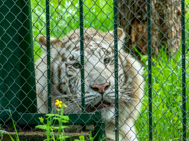 White Tiger / Panther tigris