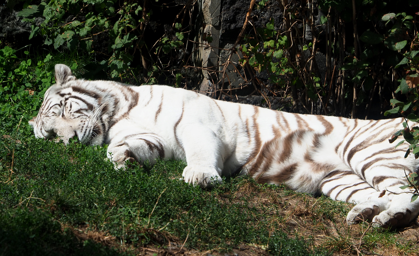White tiger (Panthera tigris), 2020-09-02