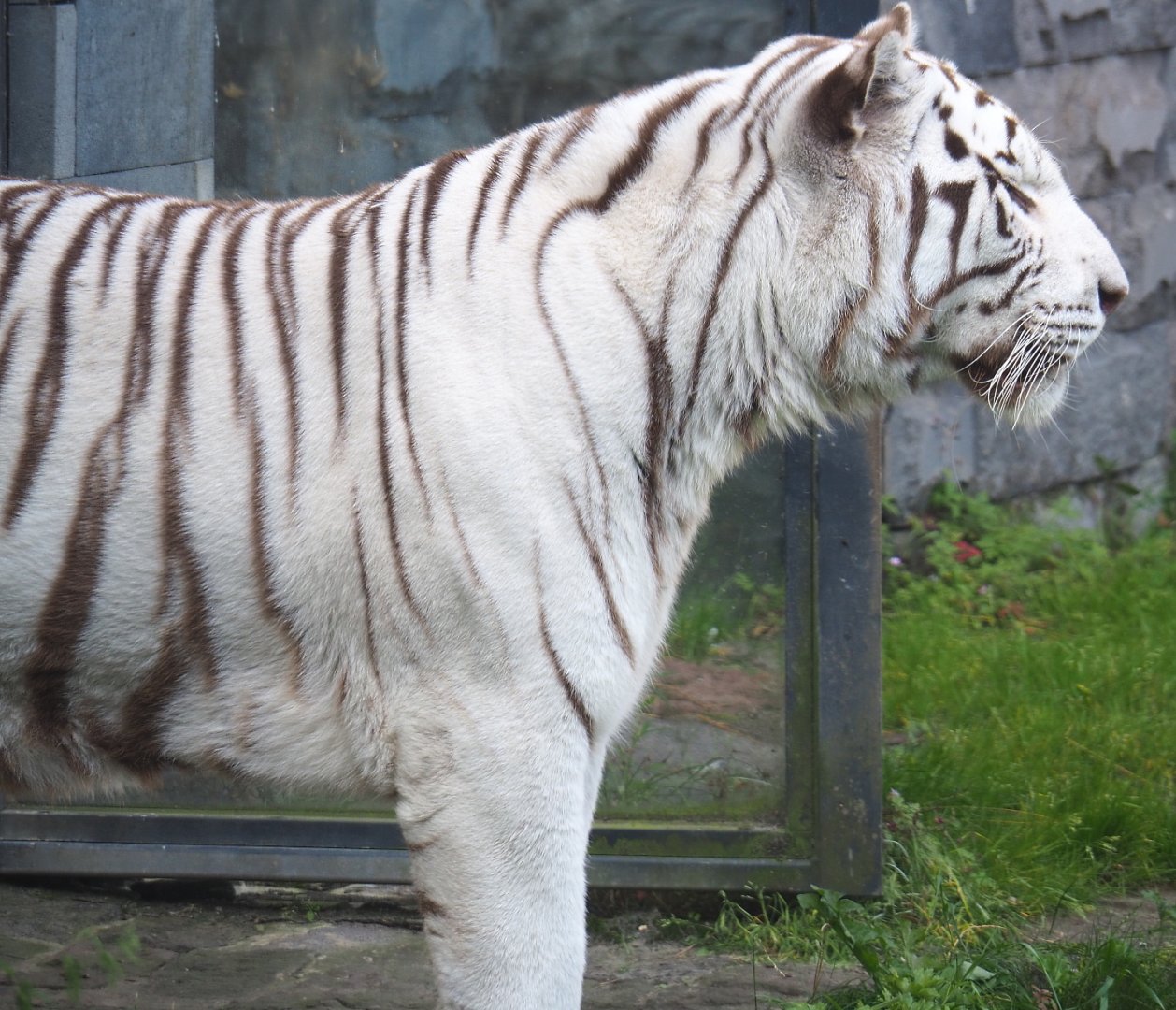 White tiger (Panthera tigris), 2021-09-02
