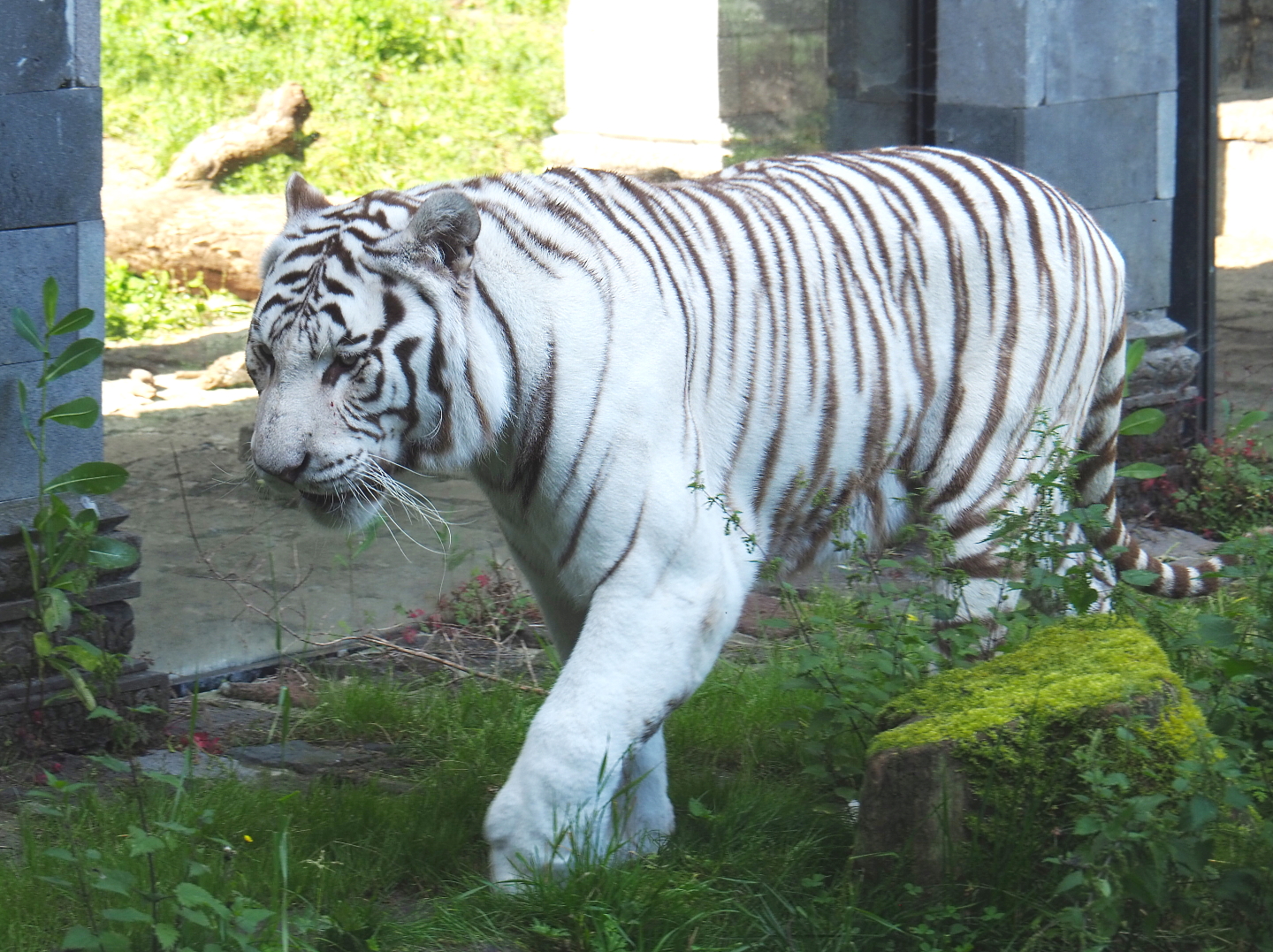White tiger (Panthera tigris), 2021-09-02