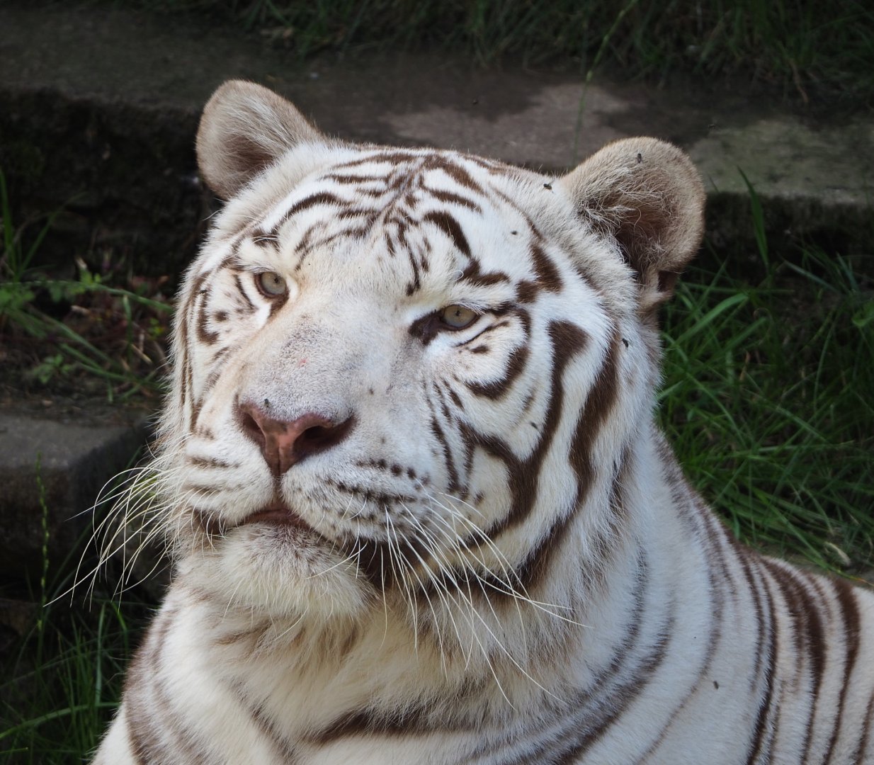 White tiger (Panthera tigris), 2022-06-28