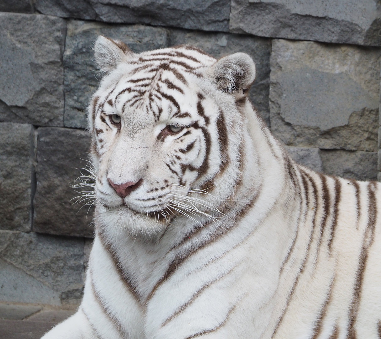 White tiger (Panthera tigris), 2022-09-14