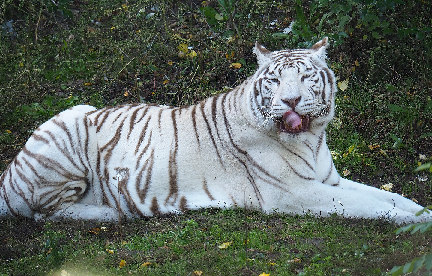 White tiger (Panthera tigris), 2022-10-09